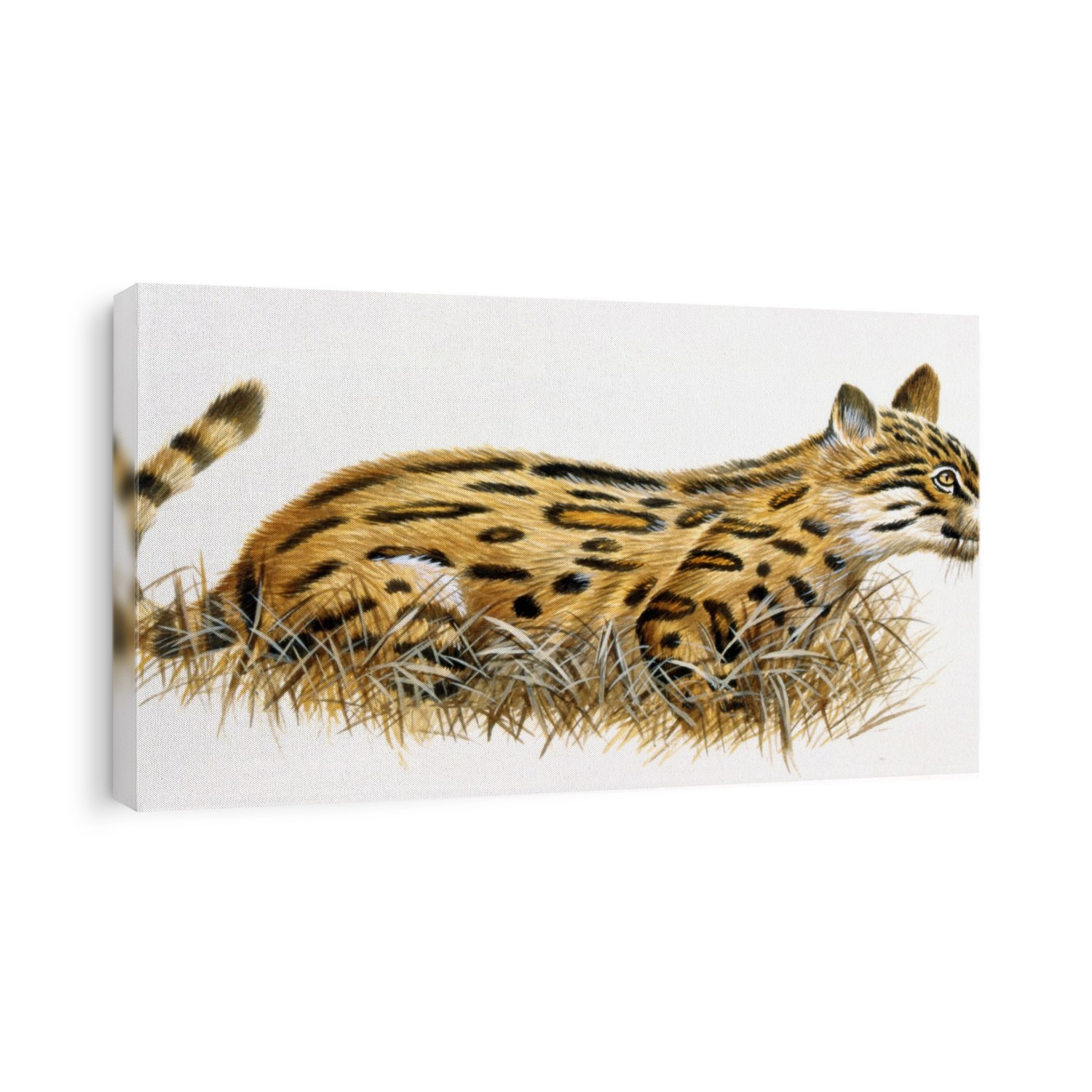 Dinictis prehistoric cat. Computer illustration of a Dinictis sp. false sabre-toothed cat (family Nimravinae). This predatory carnivorous mammal lived from around 37 to 20 million years ago, from the Late Eocene to the Early Miocene epoch, in what is now North America.