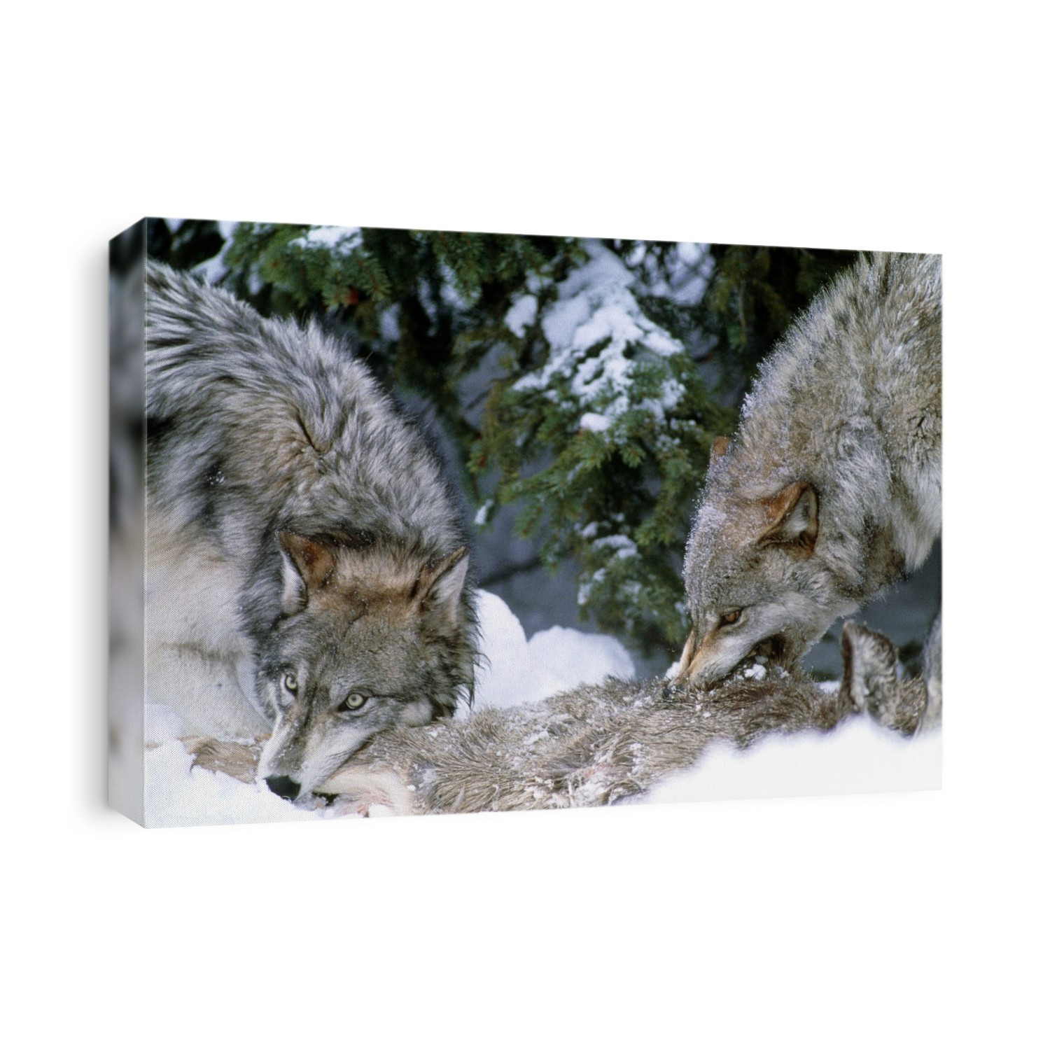 Grey Wolves. View of grey wolves (Canis lupus) feeding on a deer kill in the snow. A fully grown grey wolf has a body length of up to 140 cm and a body weight of up to 80 kg. It preys on large herbivores such as elk, bison and mountain sheep as well as deer. The grey wolf lives in packs of 5-15 individuals. It is found mainly in North America and Asia, however there are residual populations in Mexico, Europe and Scandinavia. The grey wolf is an endangered species in all American states except Alaska. Photographed in Utah, USA.