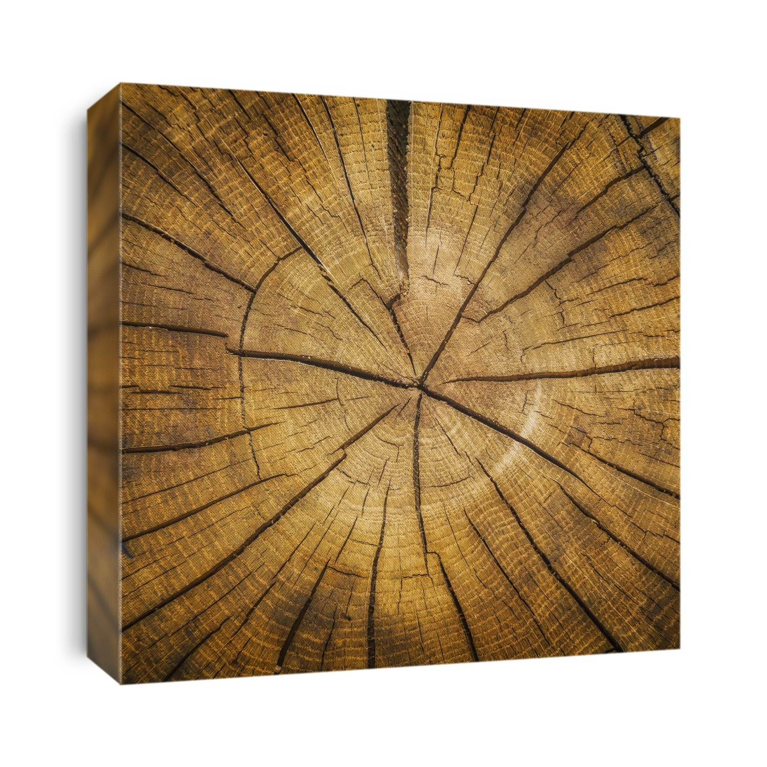 Sawed log showing growth rings; France