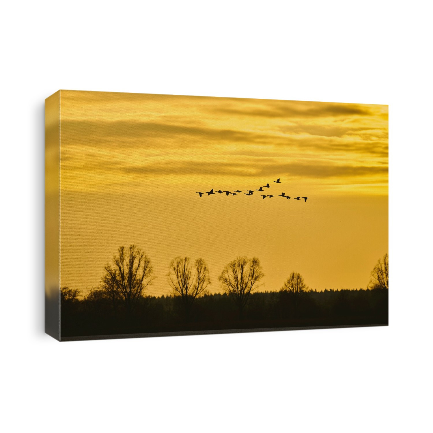 Greater white-fronted geese (Anser albifrons) and greylag geese (Anser anser) flying at sunset; Kiefenholz, Wiesent, Bavaria, Germany
