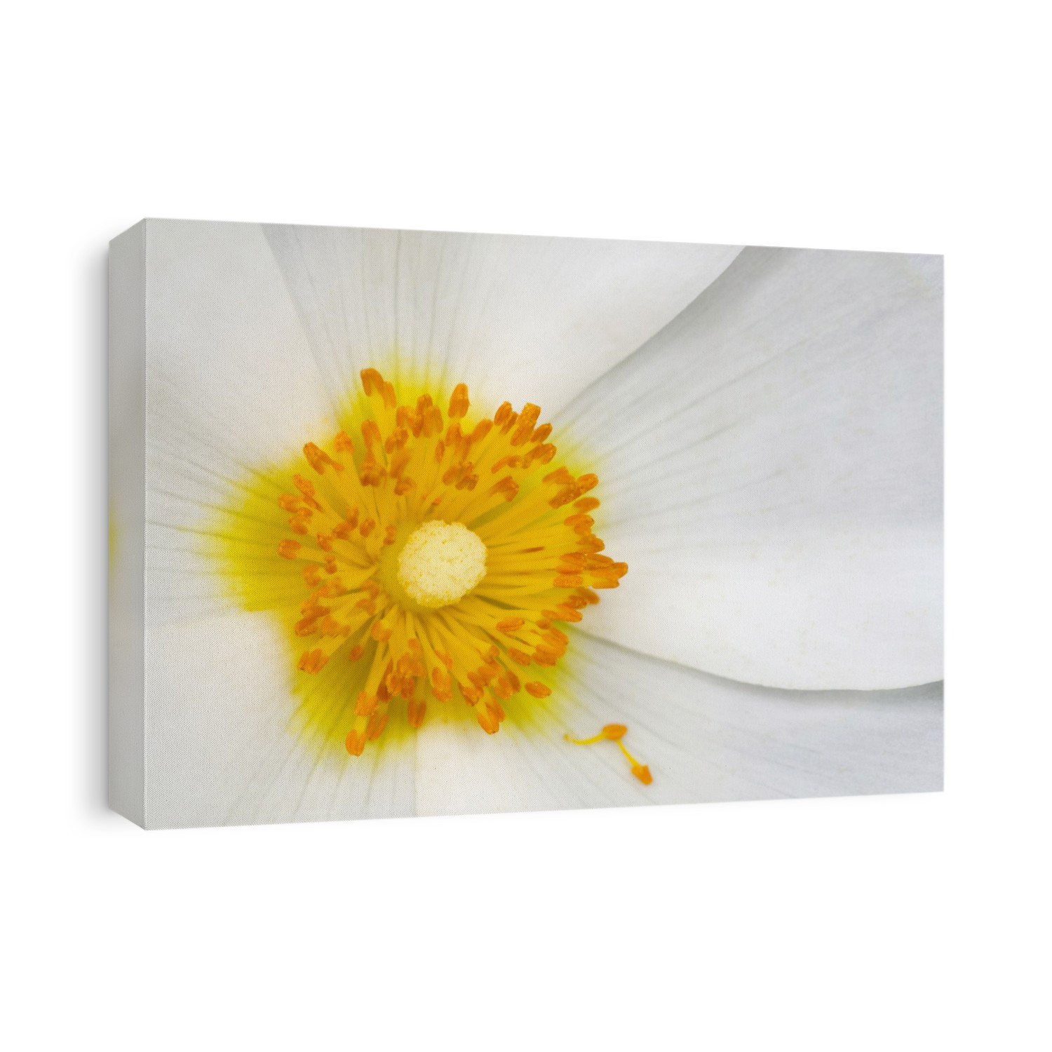 Close-up abstract of the centre of a white anemone flower growing in a Norfolk garden.