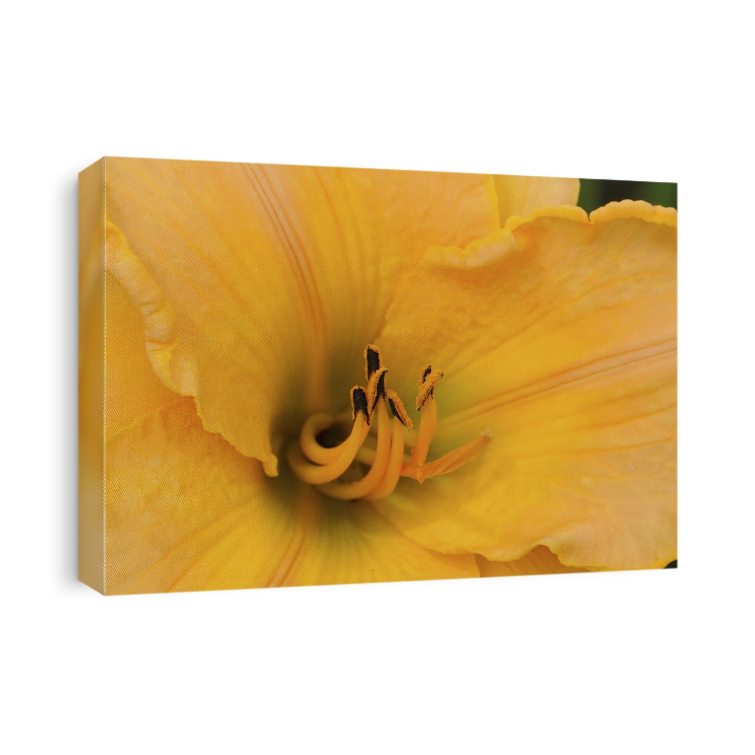 Close up of a large yellow day lily, Hemerocallis species.; Lexington, Massachusetts.
