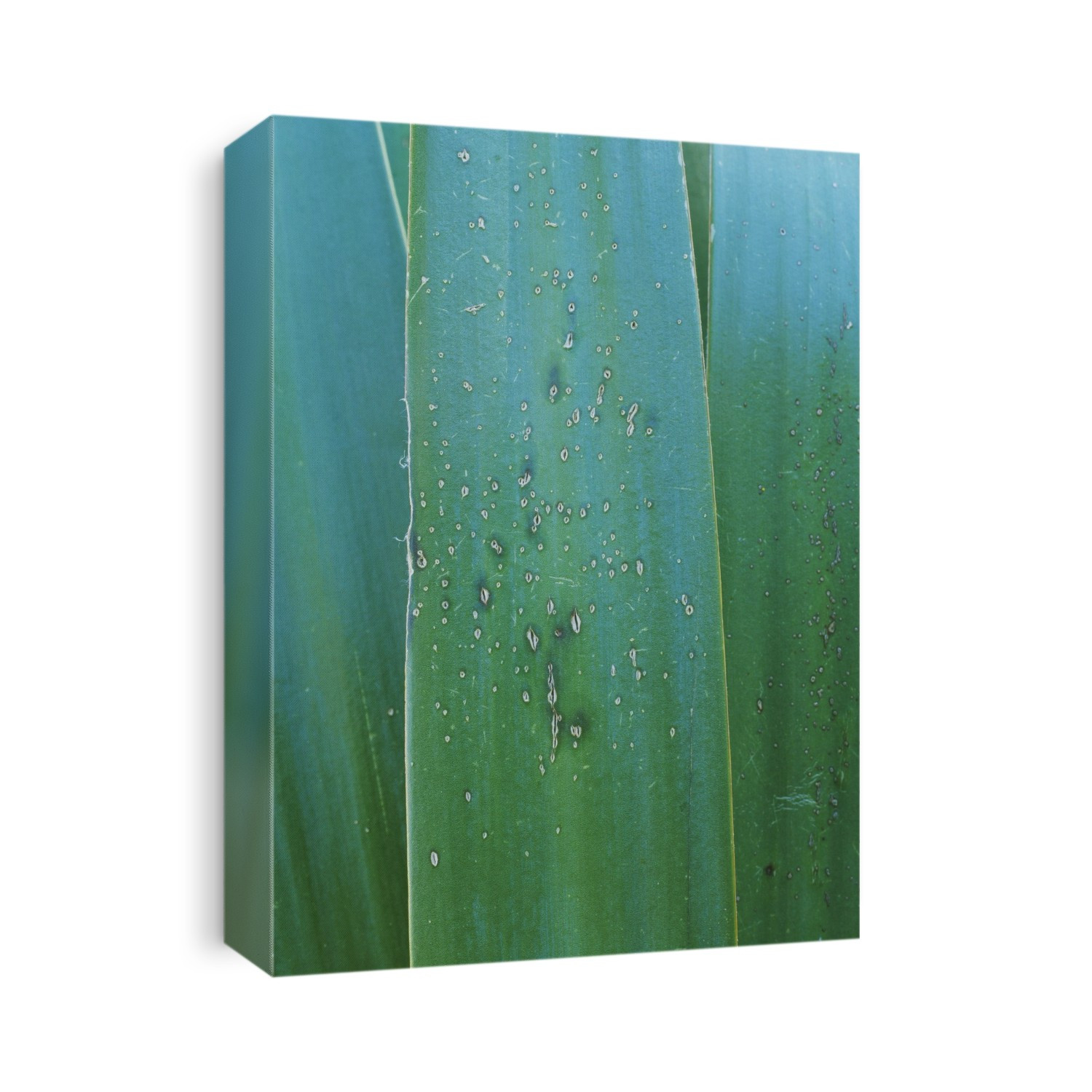 Oedema on yucca sp.