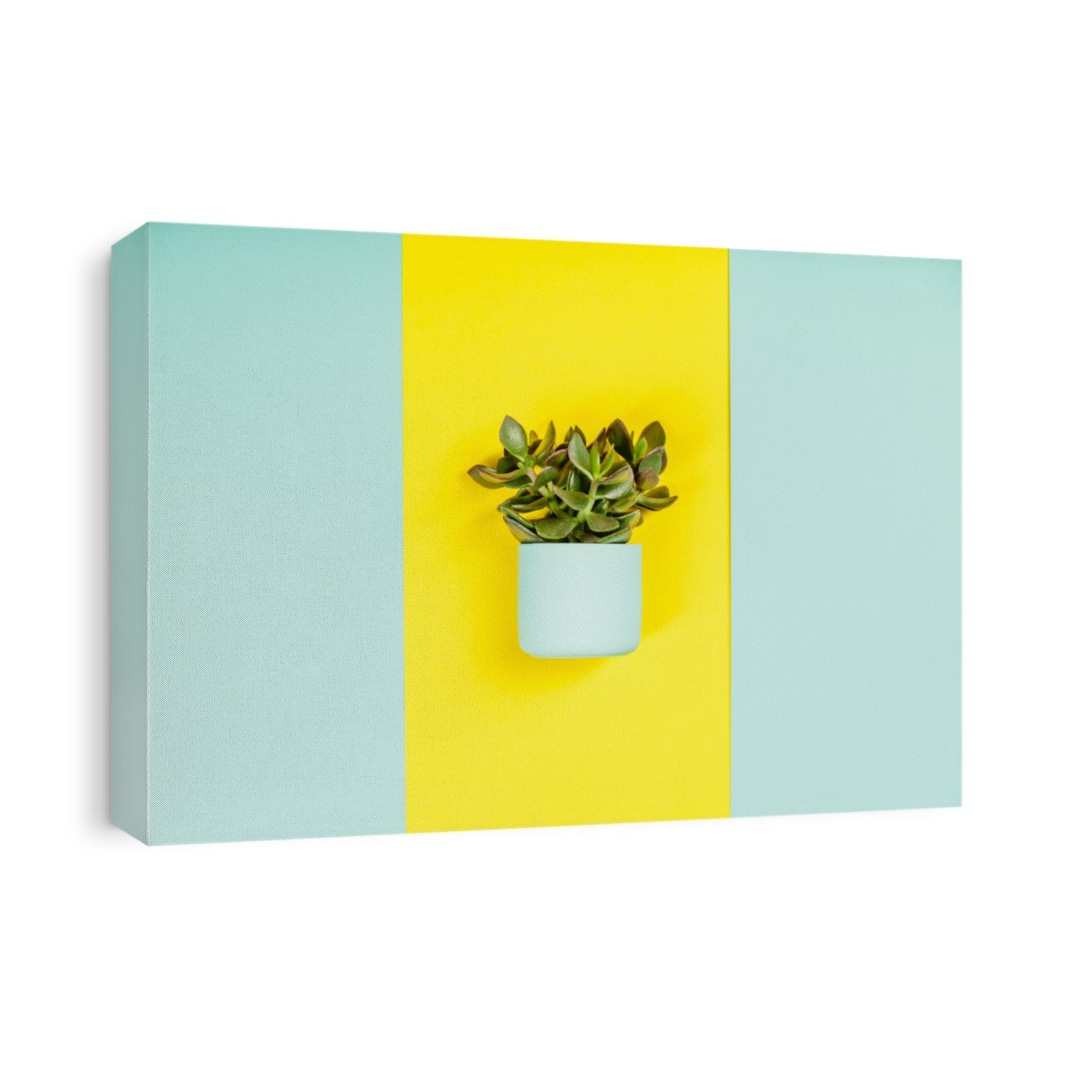 Succulent on pastel colors background. Flat lay, copy space