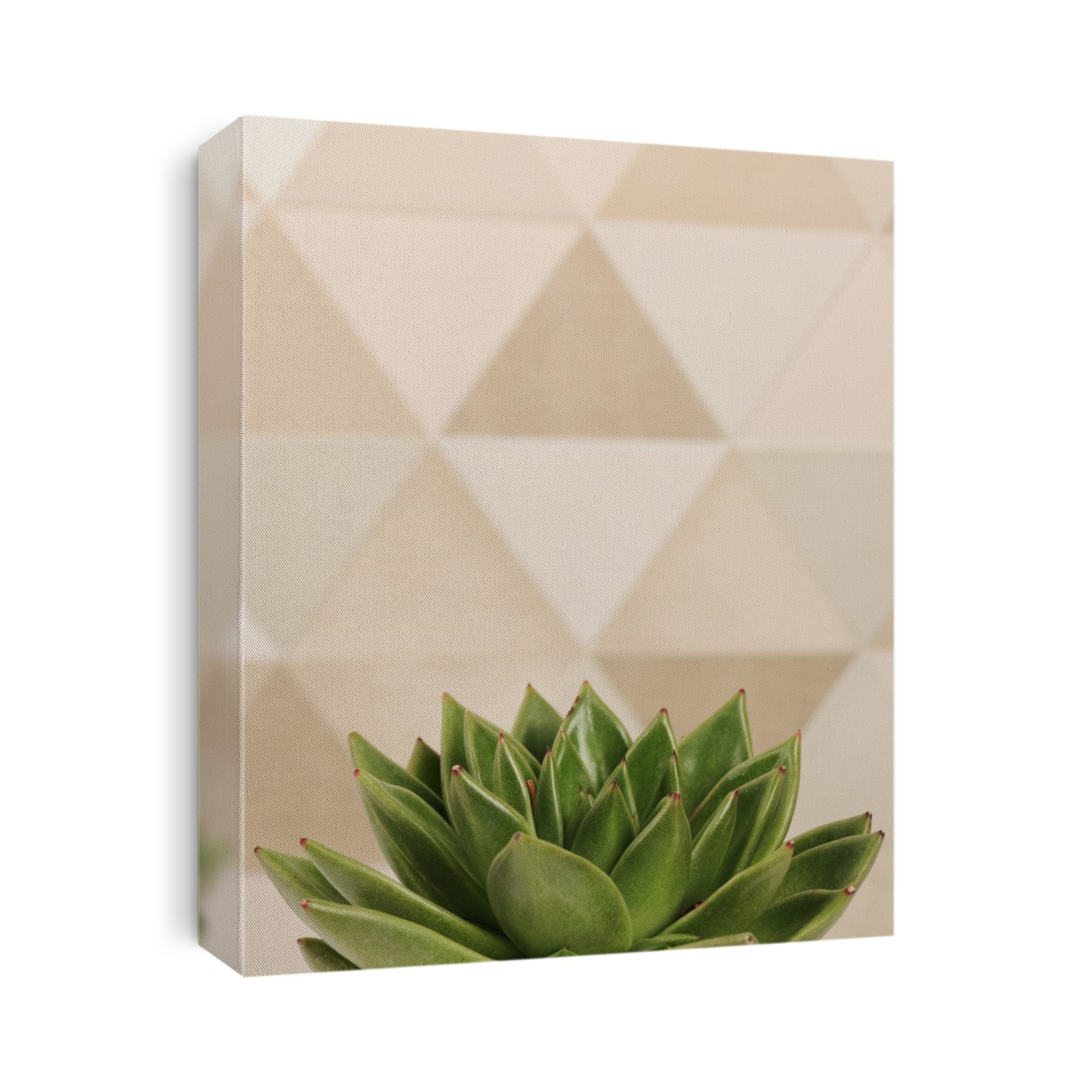 succulent plant close up