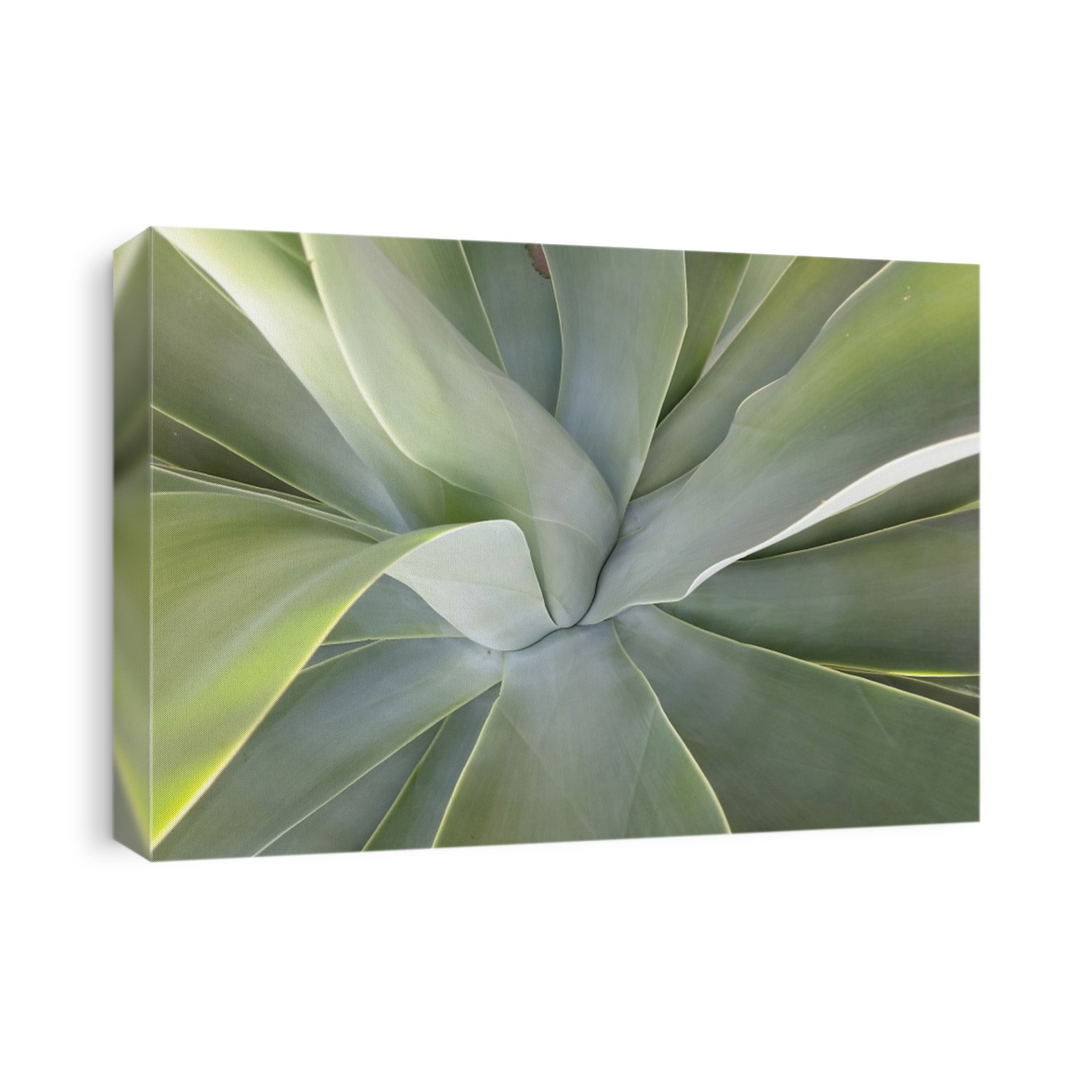 Abstract Large Succulent Plant Details
