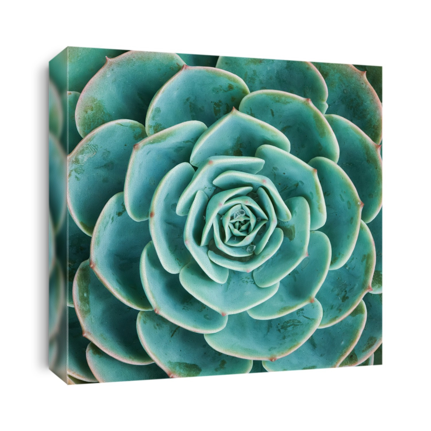 arrangement of the succulents or cactus succulents overhead or top view