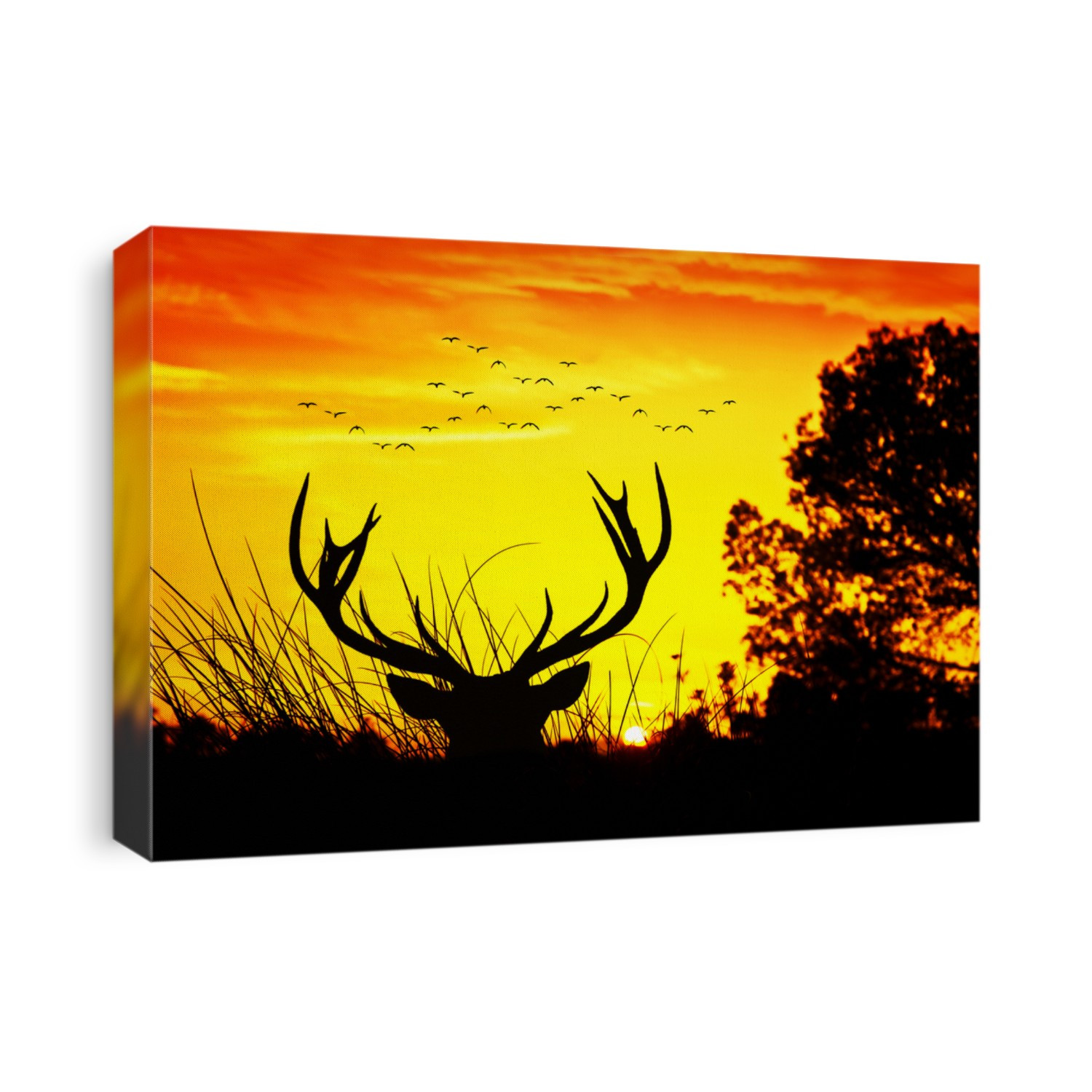 deer in the forest at sunrise