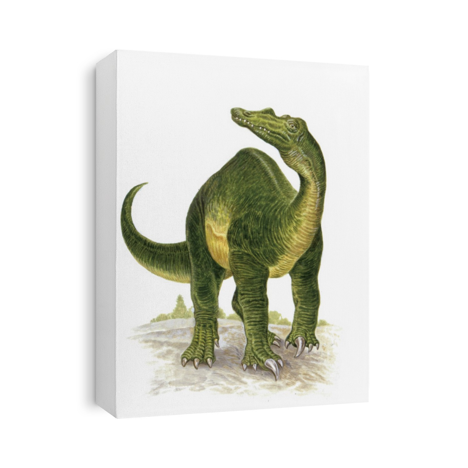 Baryonyx dinosaur. Computer illustration of a Baryonyx sp. dinosaur. This fish-eating theropod lived around 130 million years ago, during the Barremian stage of the Cretaceous period, in what is now the UK and Iberia. It measured around 8.5 metres from head to tail.
