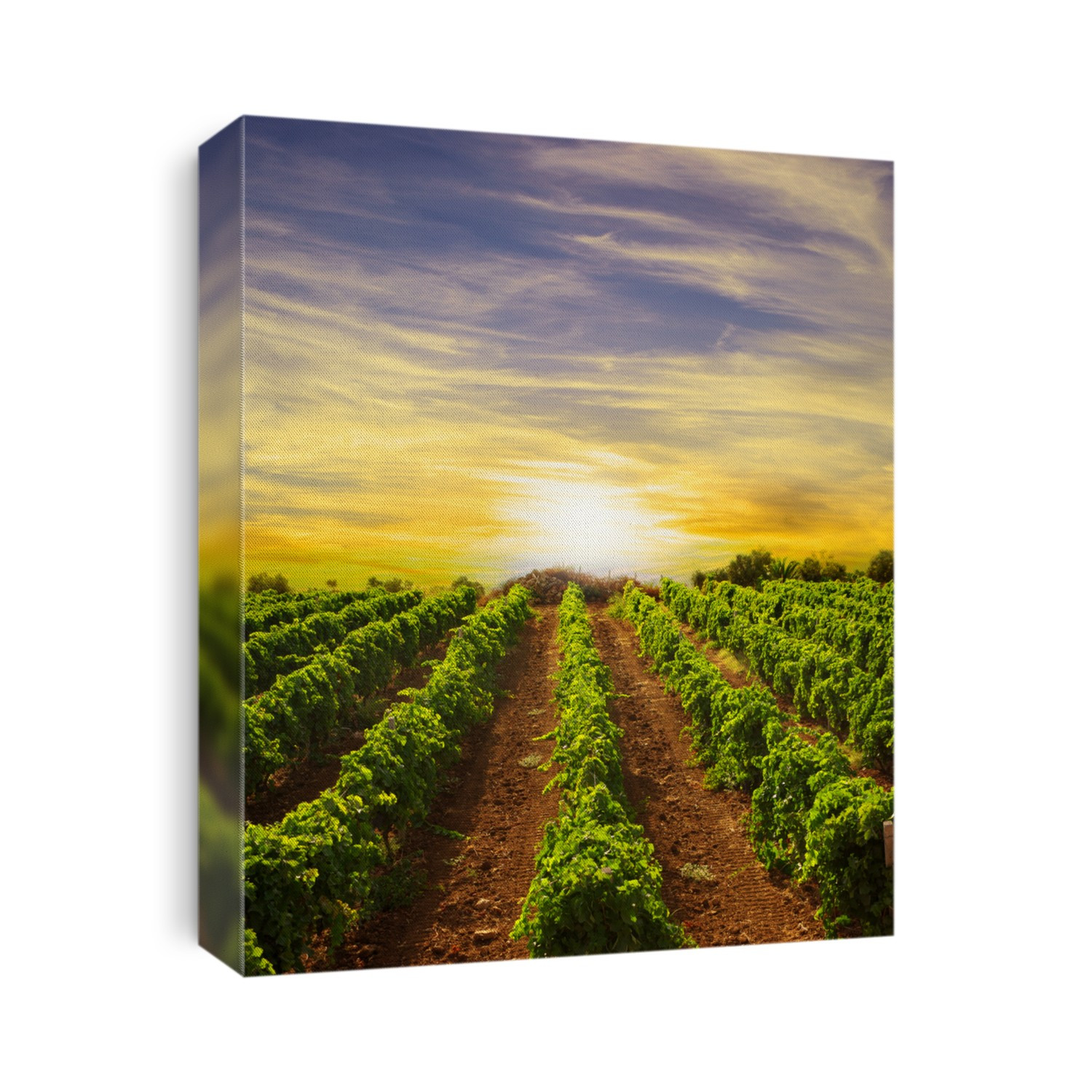 landscape vineyard row at sunset in Sicily countryside 