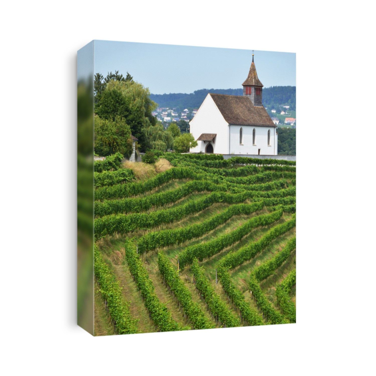 Vineyards in Rheinau, Switzerland 