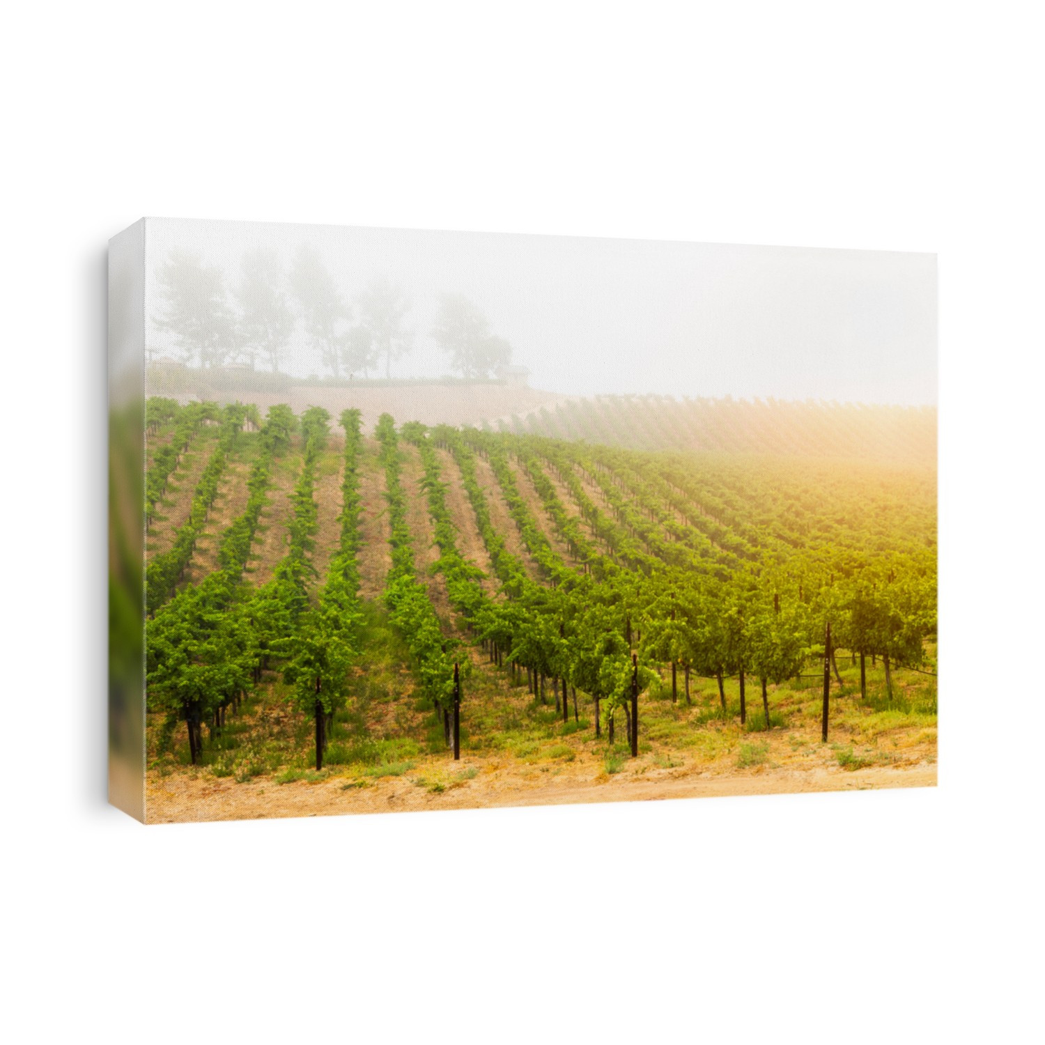 Beautiful Wine Grape Vineyard In The Morning Sun.