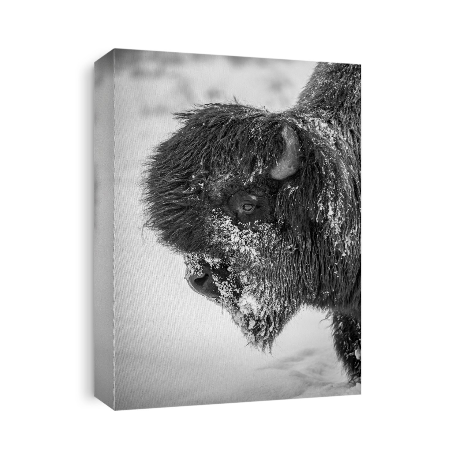 A large, snowy bull Wood bison (Bison bison athabascae), Alaska Wildlife Conservation Center; Portage, Alaska, United States of America