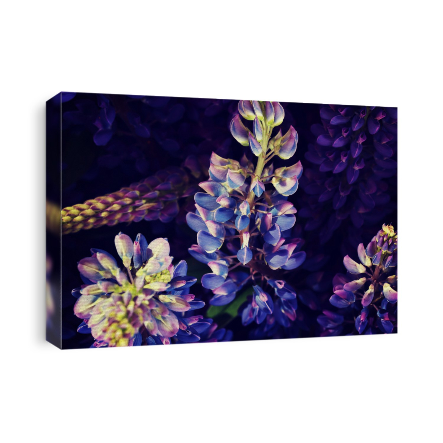 Lupine