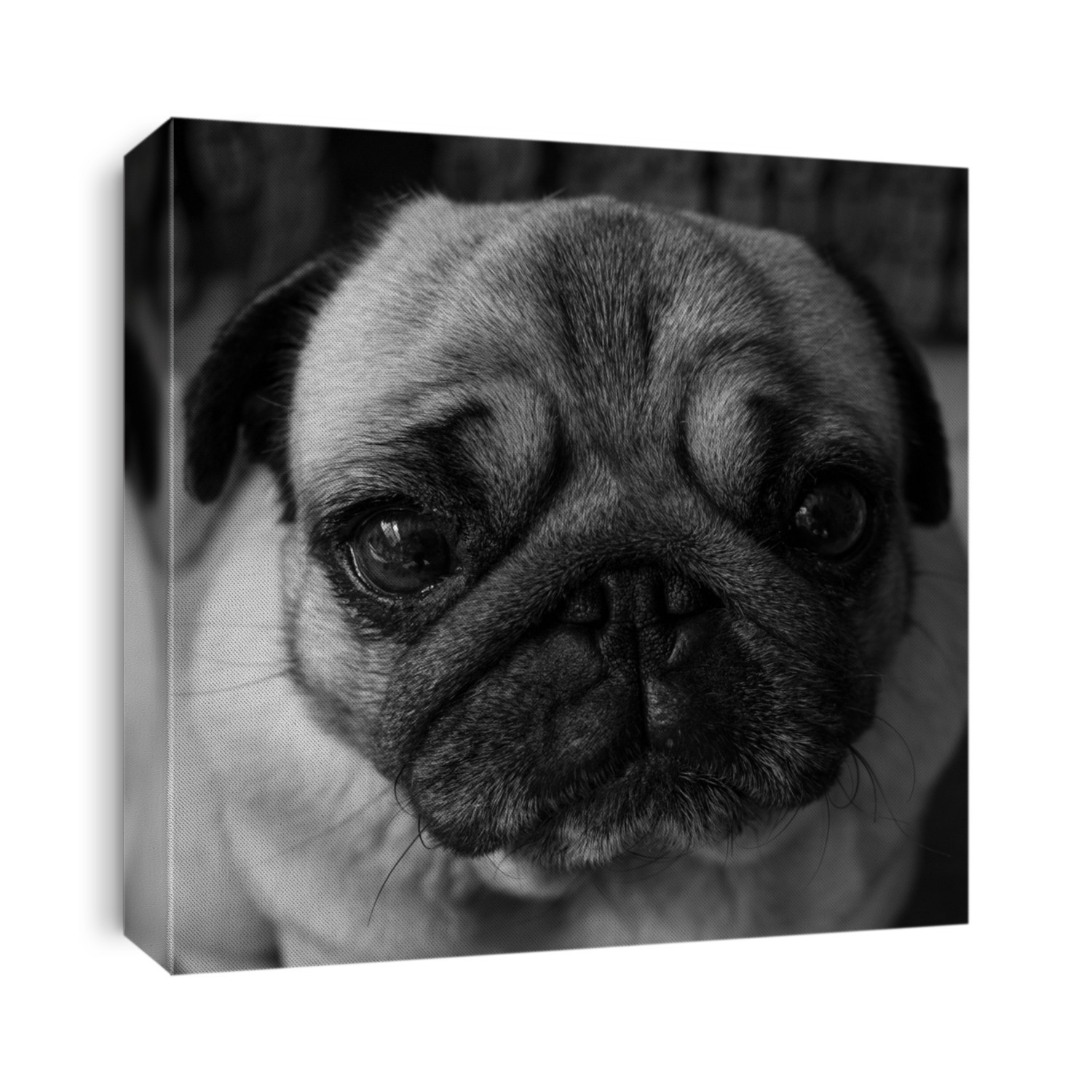 Black and White Photo of a cute Pug dog