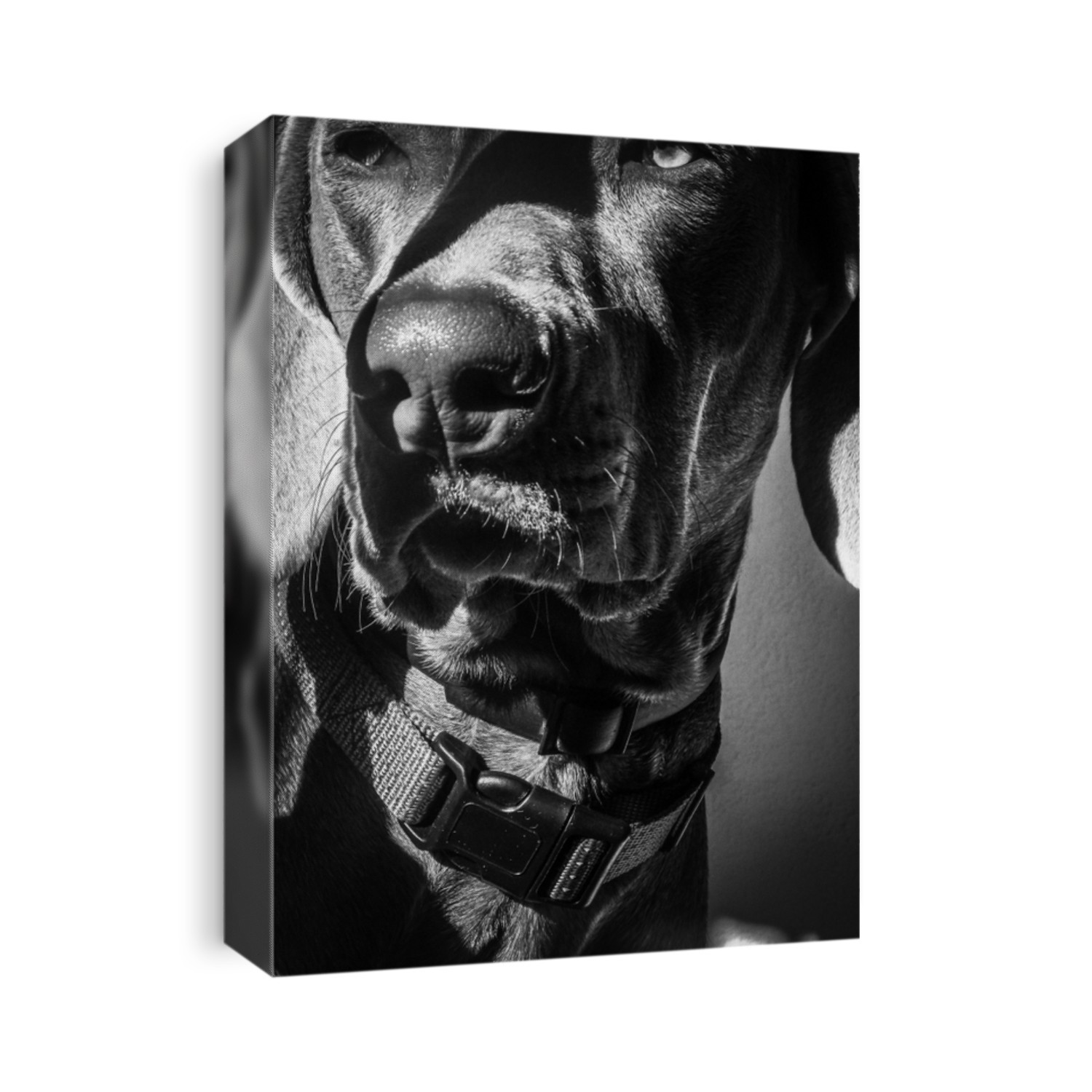 Dramatic Photography of a Dog  