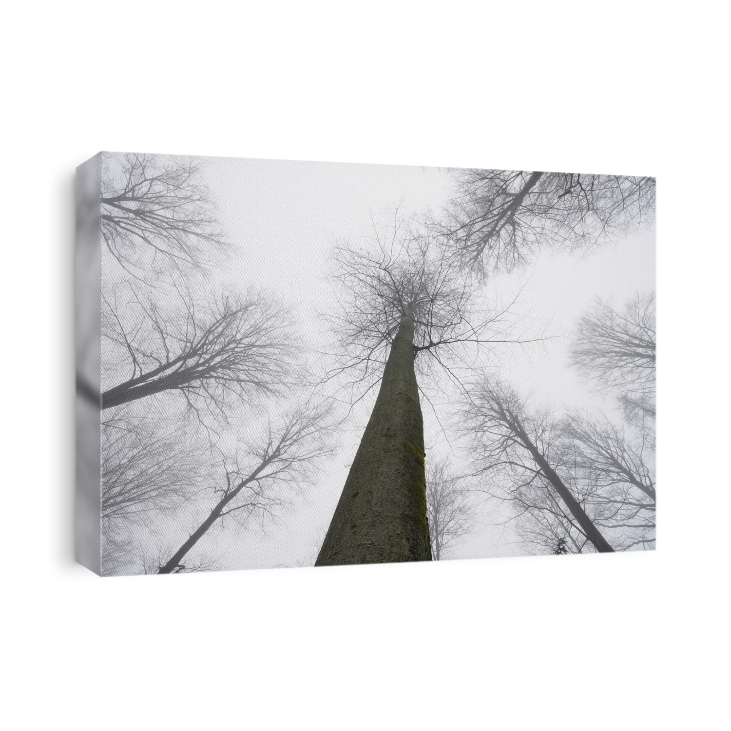 Looking up at European Beech Forest (Fagus sylvatica) in Early Morning Mist, Odenwald, Hesse, Germany