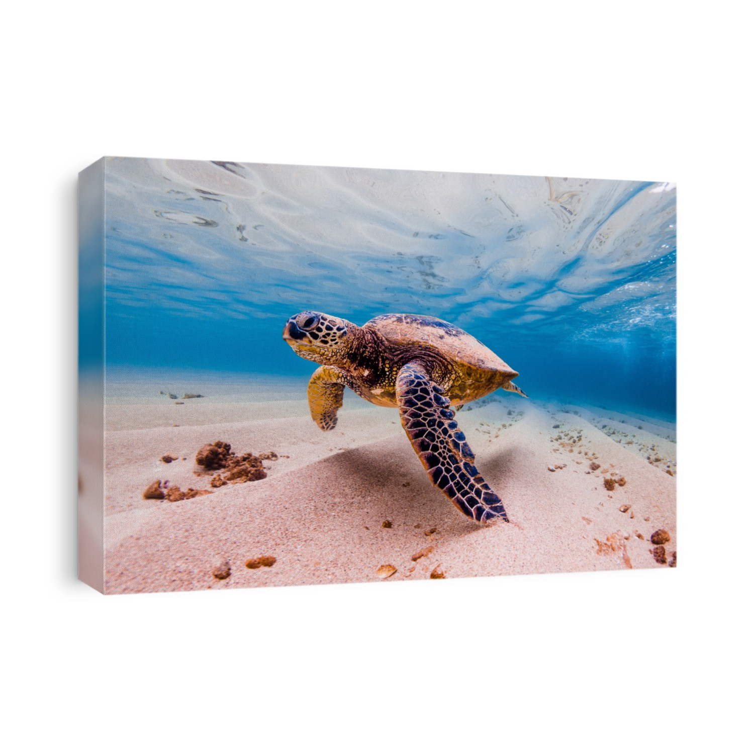 An endangered Hawaiian Green Sea Turtle cruises in the warm waters of the Pacific Ocean in Hawaii.