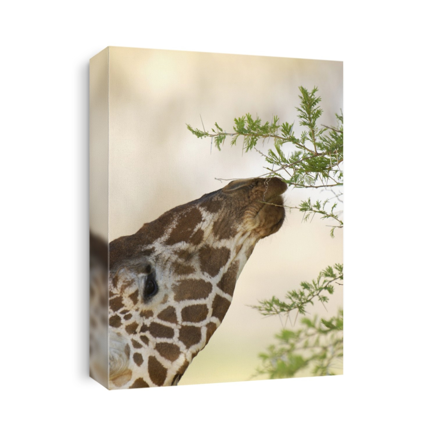 Giraffe (Giraffa camelopardalis) feeding on the leaves of an acacia tree (Acacia sp.) This herbivore is the tallest living land animal, reaching over 5.5 metres in height. The giraffe's long neck is an adaptation to allow it to feed on the succulent leaves at the tops of trees. Giraffes live in loose groups of anywhere between two and fifty individuals, inhabiting the savanna of sub- Saharan Africa. Photographed in the Samburu Game Reserve in Kenya, East Africa.