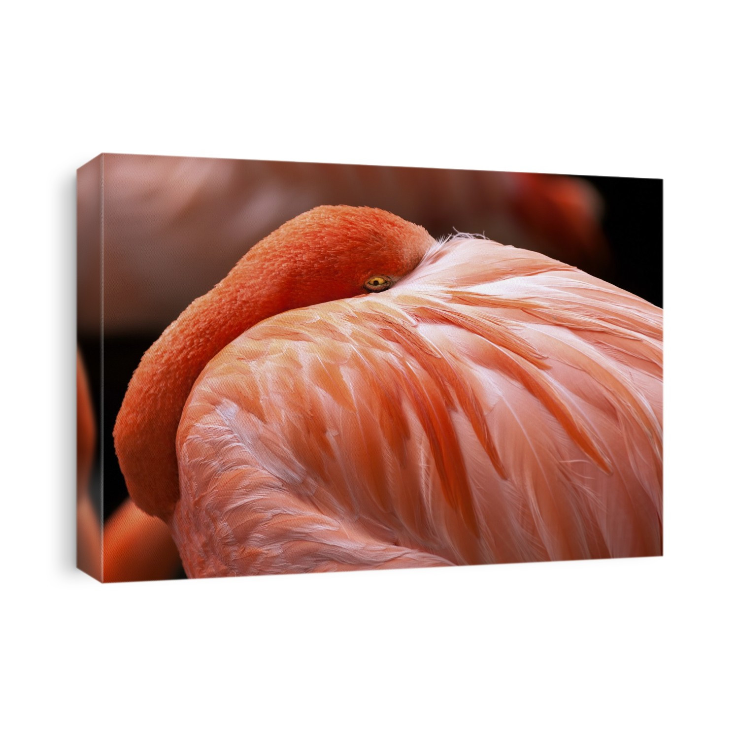 Flamingo (Phoenicopterus sp.) with its head under its wing. The flamingo is a large wading bird that inhabits lakes and coastal waters in parts of Africa, Asia and South and Central America. Its pink colour is due to pigments in the shrimp that make up a large part of its diet.