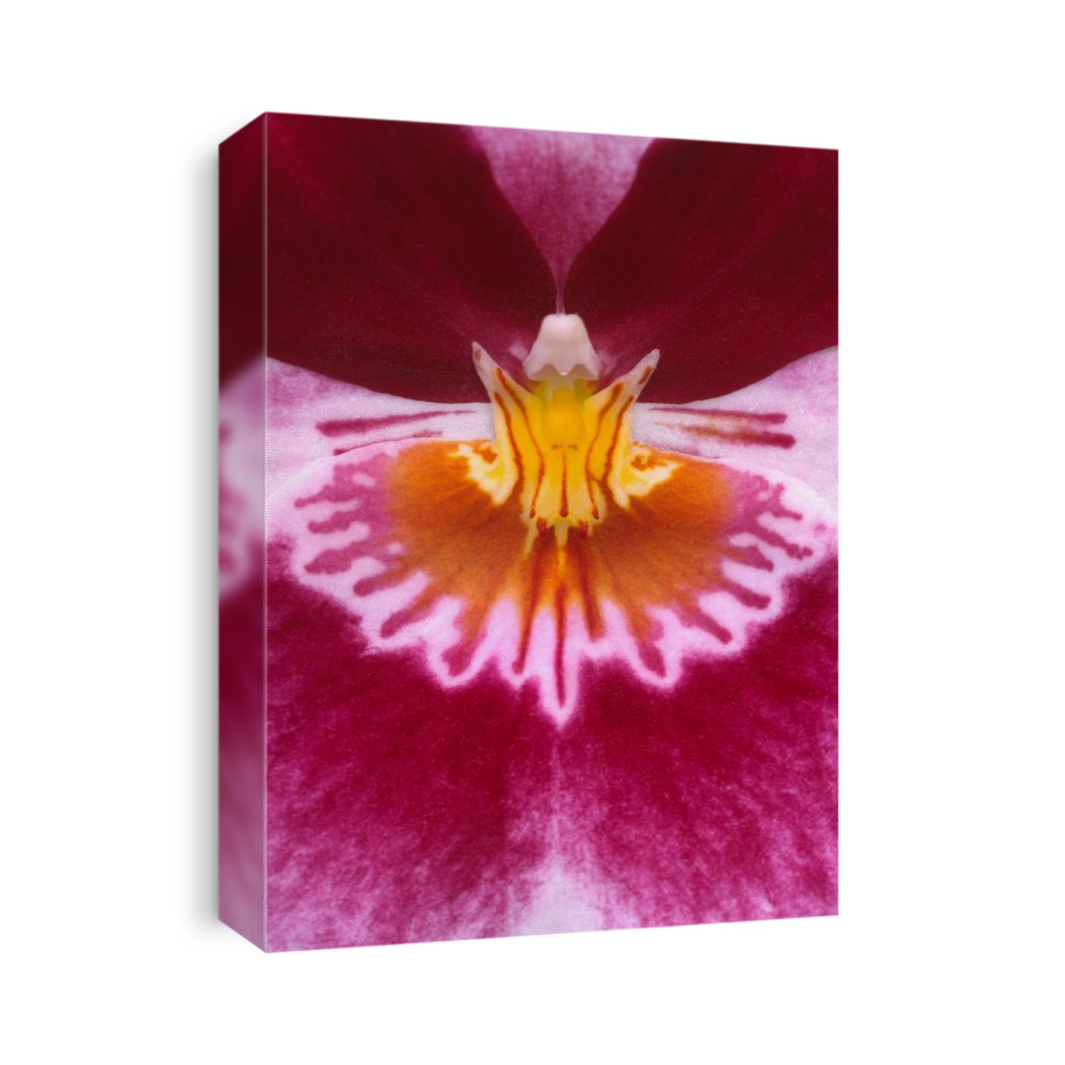 Close-up abstract image of the centre of a Pansy orchid (Miltoniopsis variety) growing in a hothouse in Kew Gardens, Surrey, UK.