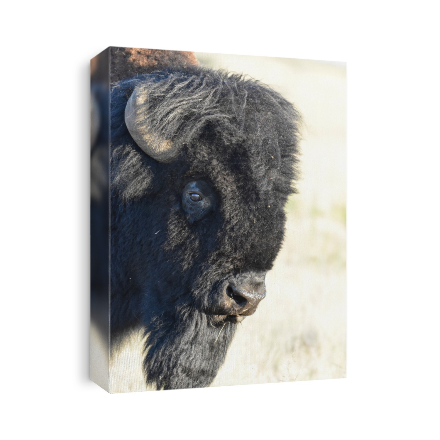 Buffalo close up in Antelope Island Park