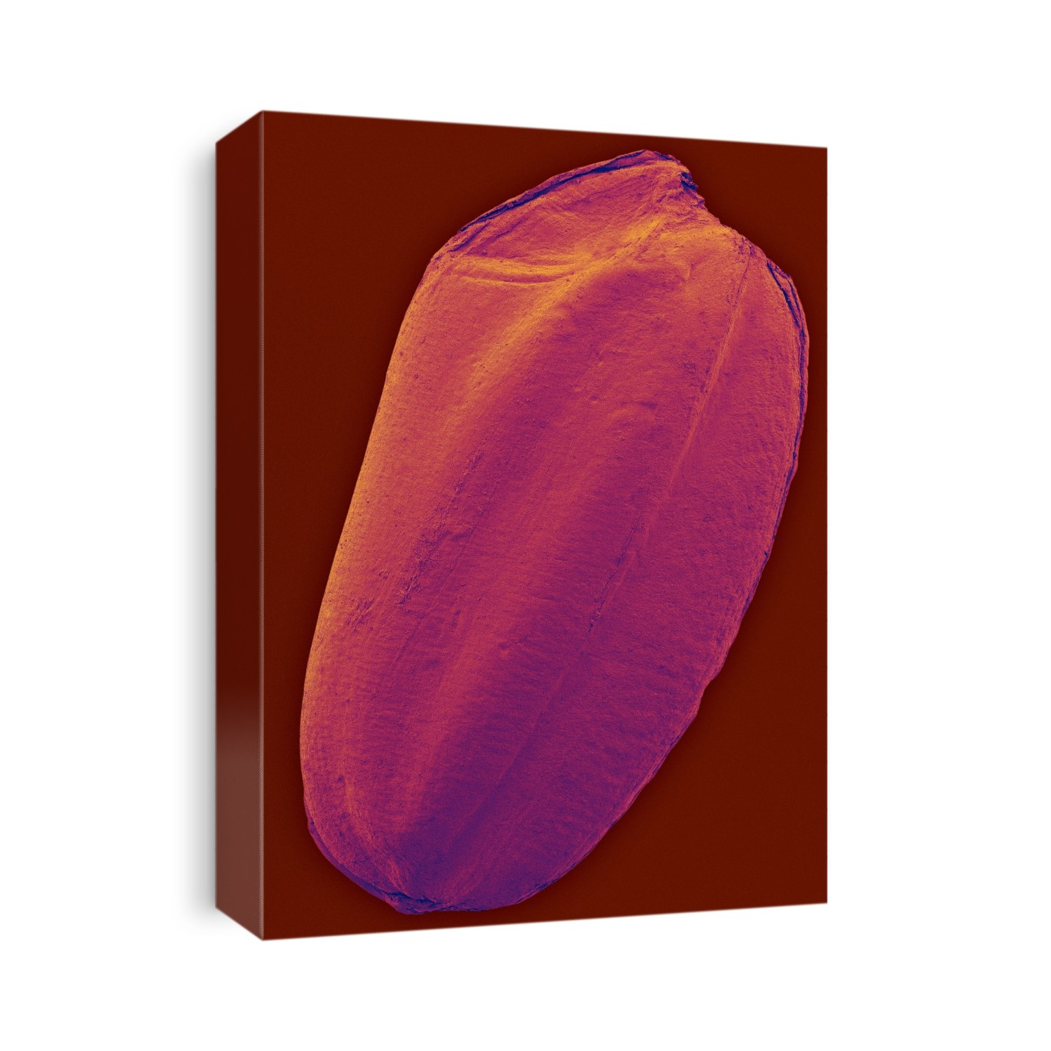 Grain (seed) of brown rice, GMO (Oryza sativa), coloured scanning electron micrograph (SEM). A grain of rice is the seed from the rice plant (Oryza sativa). There are two layers around the rice seed, the aleurone layer (brown), and a dry husk (pericarp, black). Husked rice is known as brown rice. Most of the vitamins and protein of the original seed are found in the outer layers. Milling and polishing removes the outer layers from the rice grain to eventually yield white rice. Removing the two outer rice layers changes the taste and degrades the nutritional value of the rice. Rice is the second most important crop in the world (wheat being first). This brown rice strain has been genetically modified (GMO). Magnification: x5.8 when shortest axis printed at 25 millimetres.