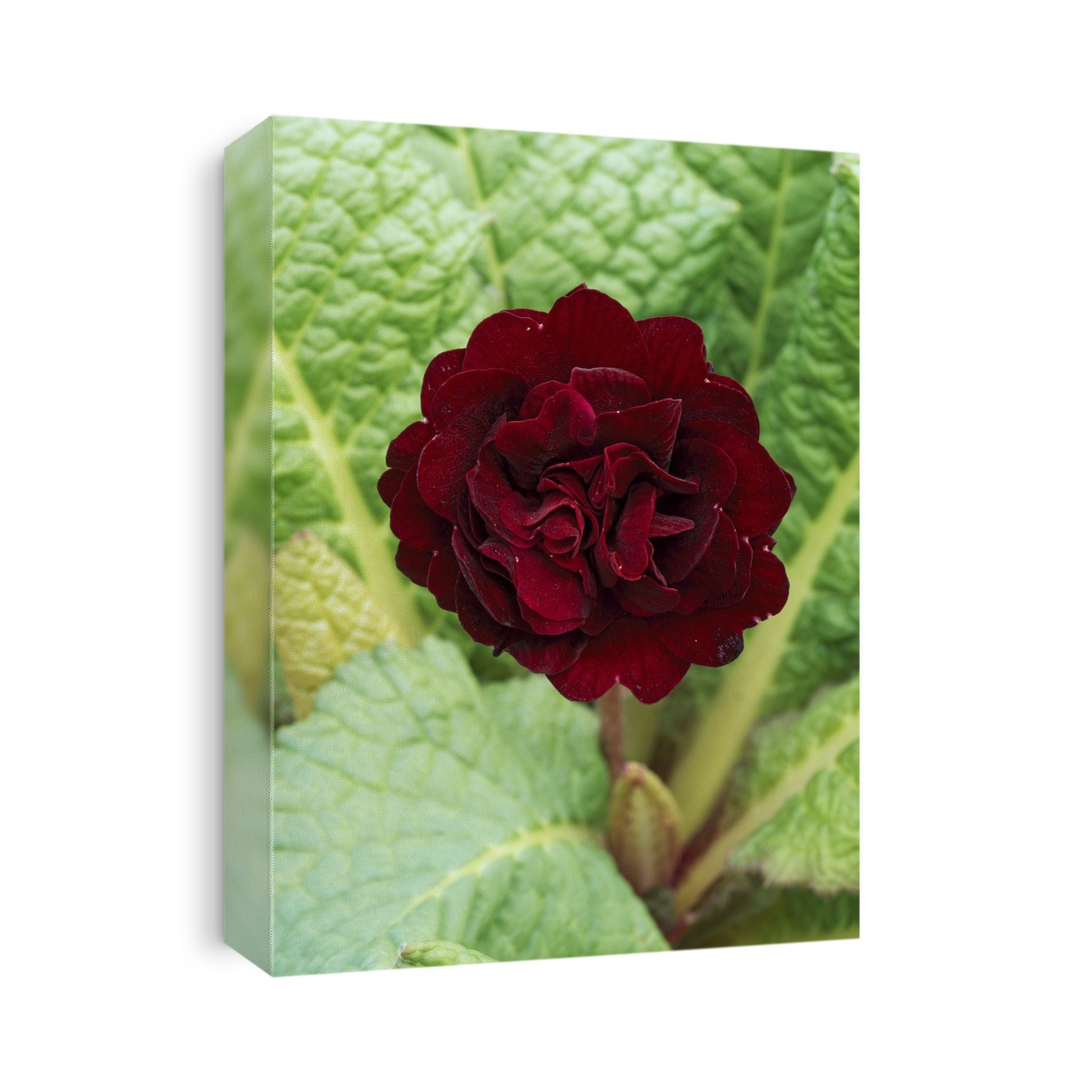 Primula 'Captain Blood'.