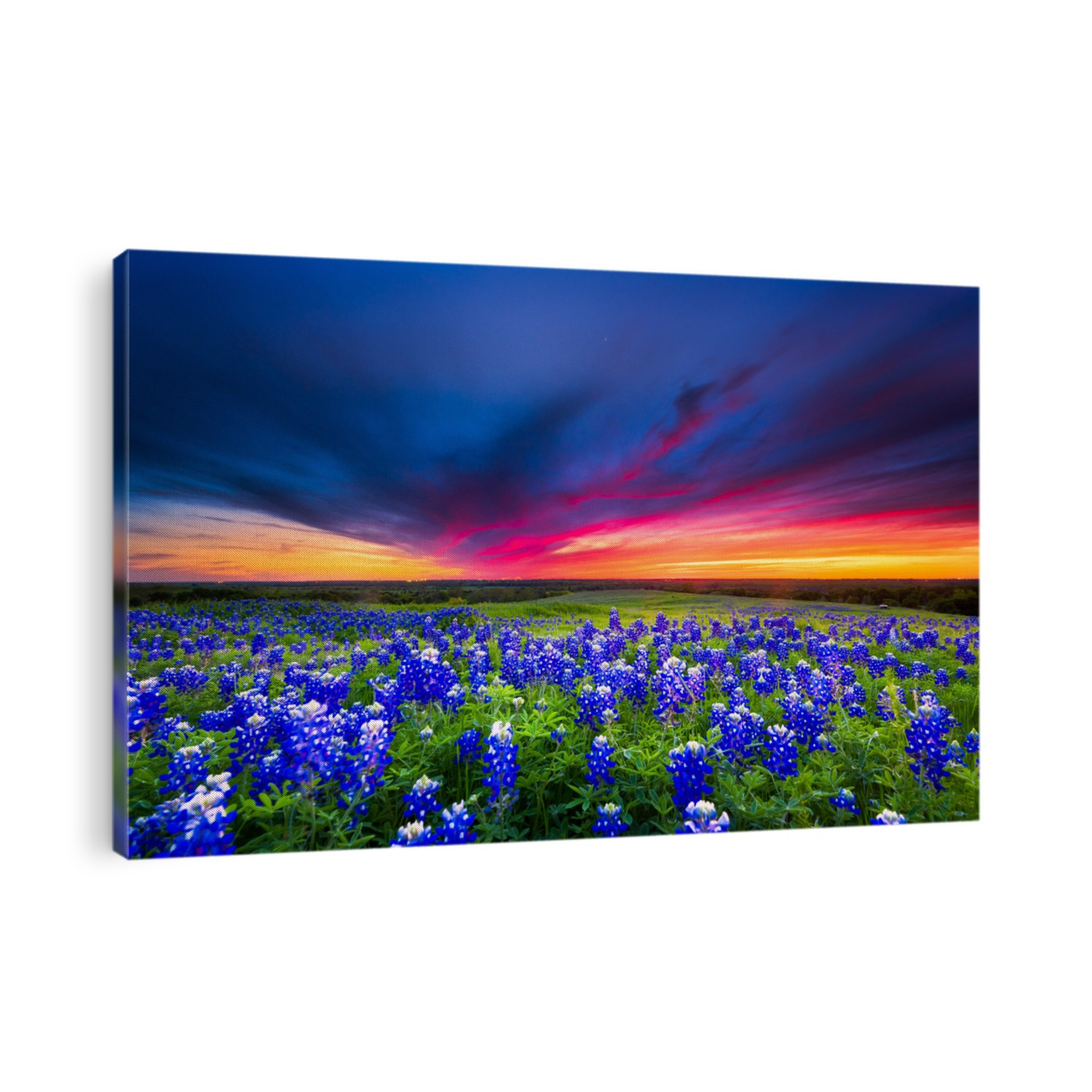 Texas pasture filled with bluebonnets at sunset