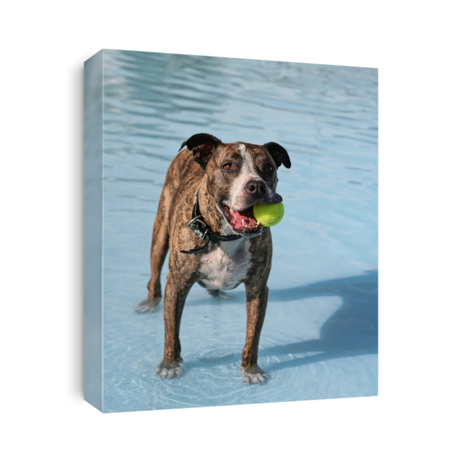 dog at a pool