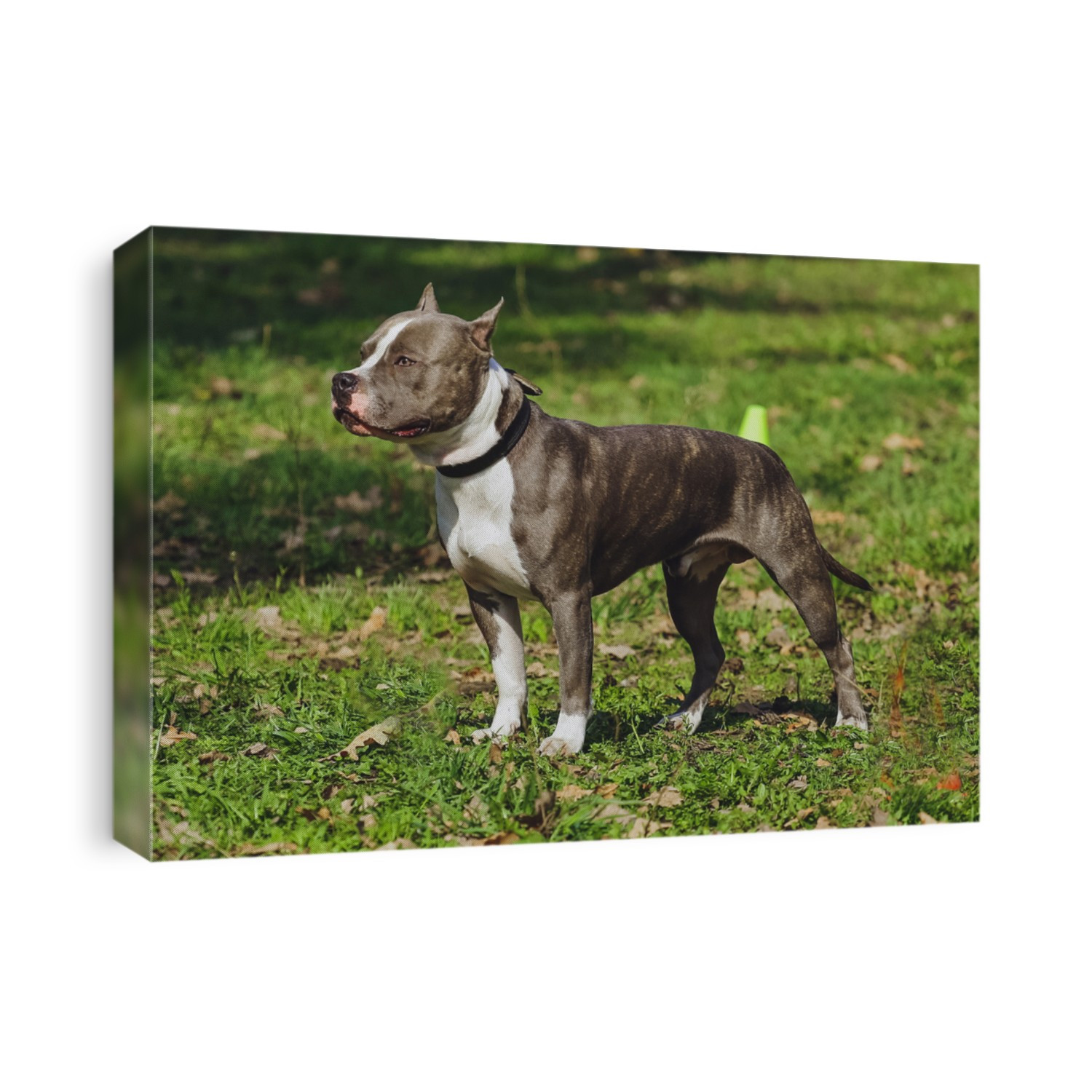 Beautiful dog American Staffordshire Terrier in the park, in the forest
