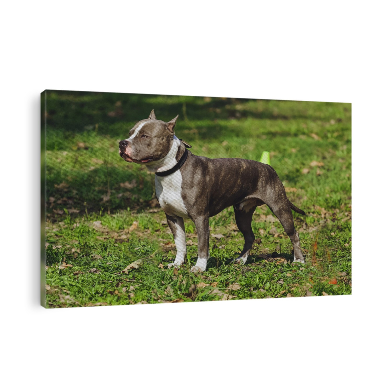 Beautiful dog American Staffordshire Terrier in the park, in the forest