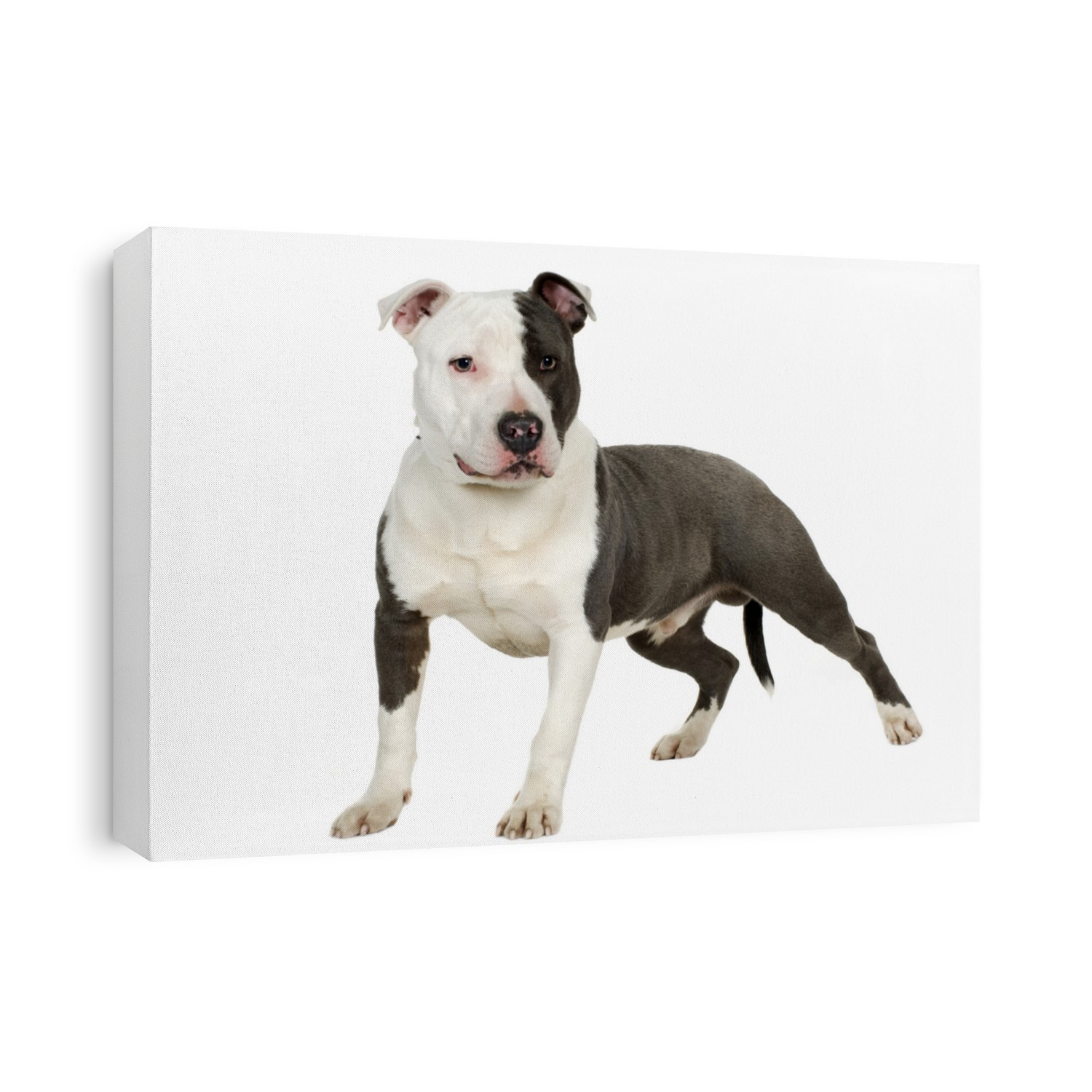 American Staffordshire terrier (7 months) in front of a white background
