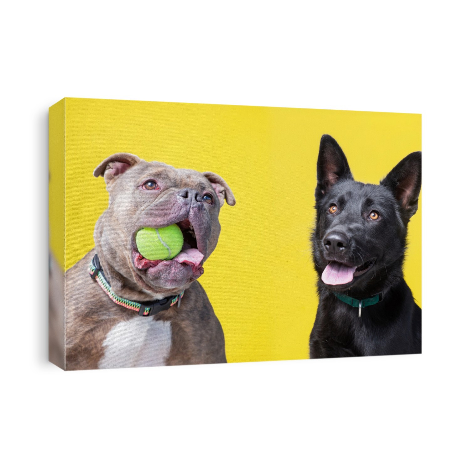 cute dogs isolated in a studio shot with a colorful background 