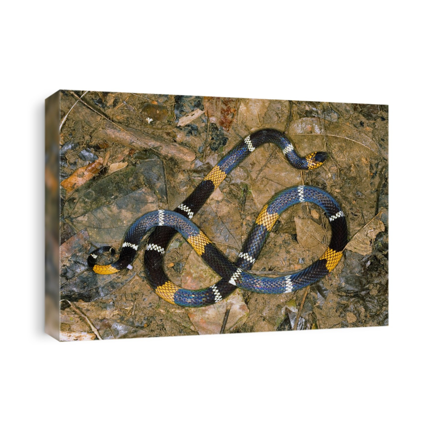 Hemprich's coral snake (Micrurus hemprichii) on the forest floor. Photographed in the Rio Bigal Reserve, Amazon Rainforest, Ecuador.