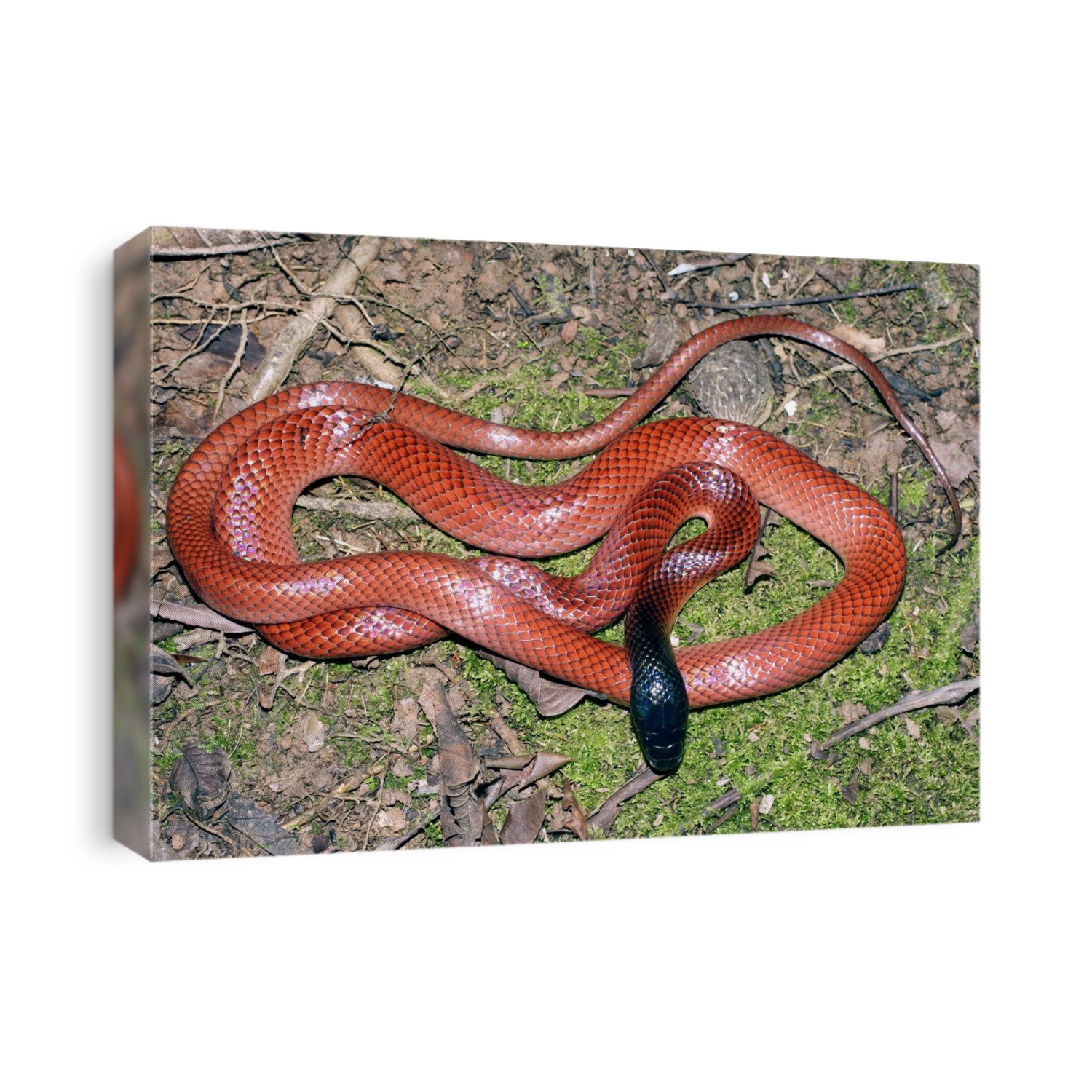 Amazon scarlet snake (Pseudoboa coronata). Photographed in the Yasuni National Park, Amazon Rainforest, Ecuador.