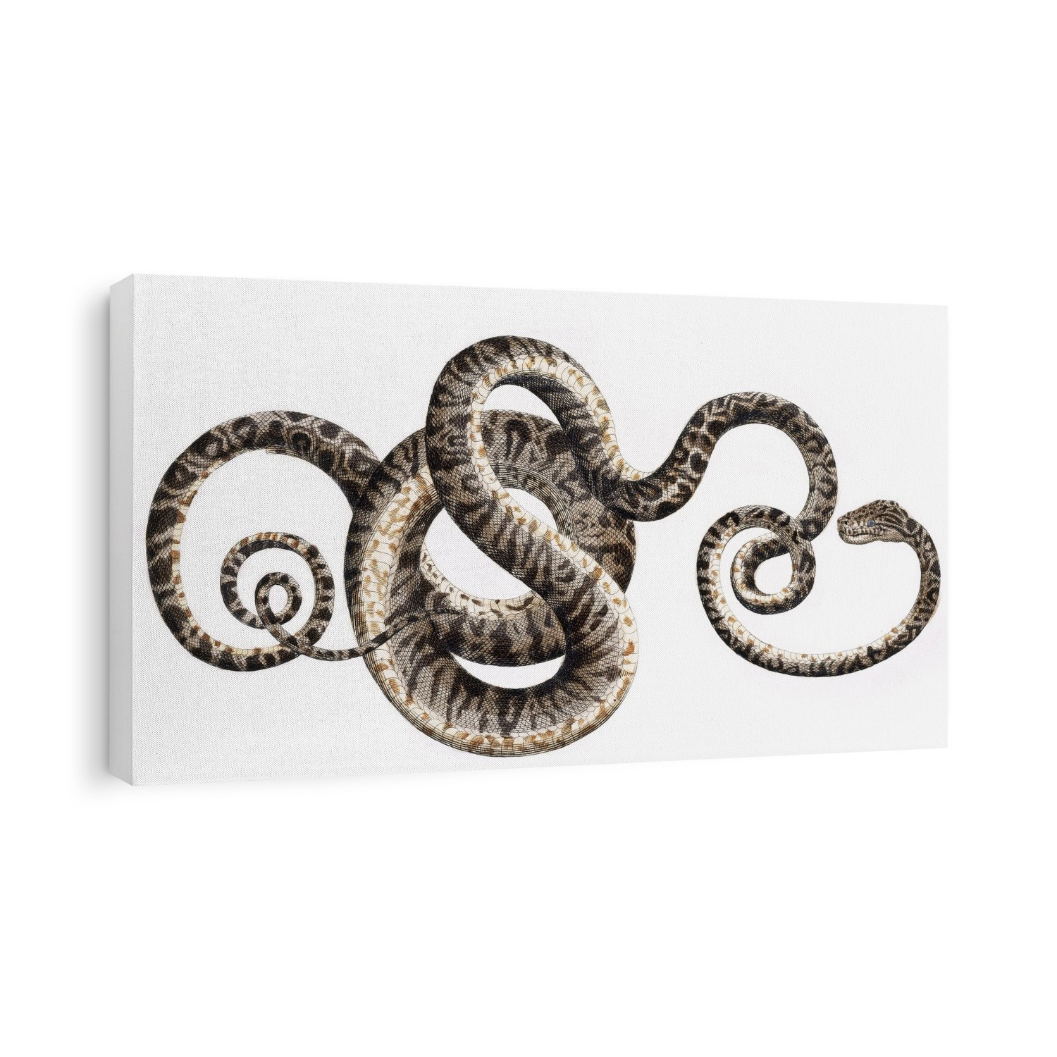 Snakes, 18th century artwork. Plate 54 from Albertus Seba's 'Thesaurus' ('Locupletissimi rerum naturalium thesauri accurata descriptio'), published between 1734 and 1765.