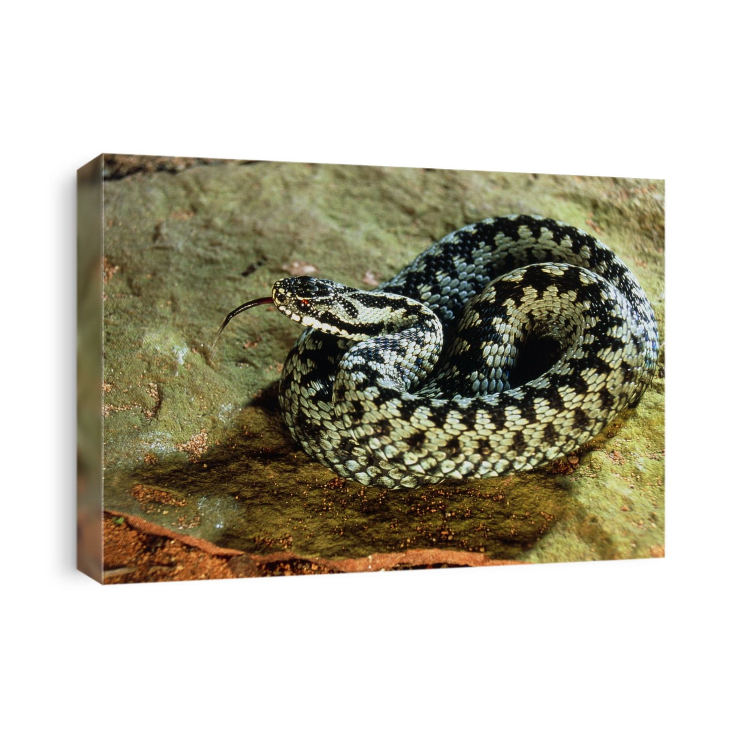Adder. Adder or common viper, Vipera berus, coiled on a rock. This snake possesses large fangs with which it bites its prey (mainly small mammals), injecting its venom. The total body length can reach 90 centimetres. The adder hibernates in winter, being active from April to September. It is found in northern and central Europe and Asia.