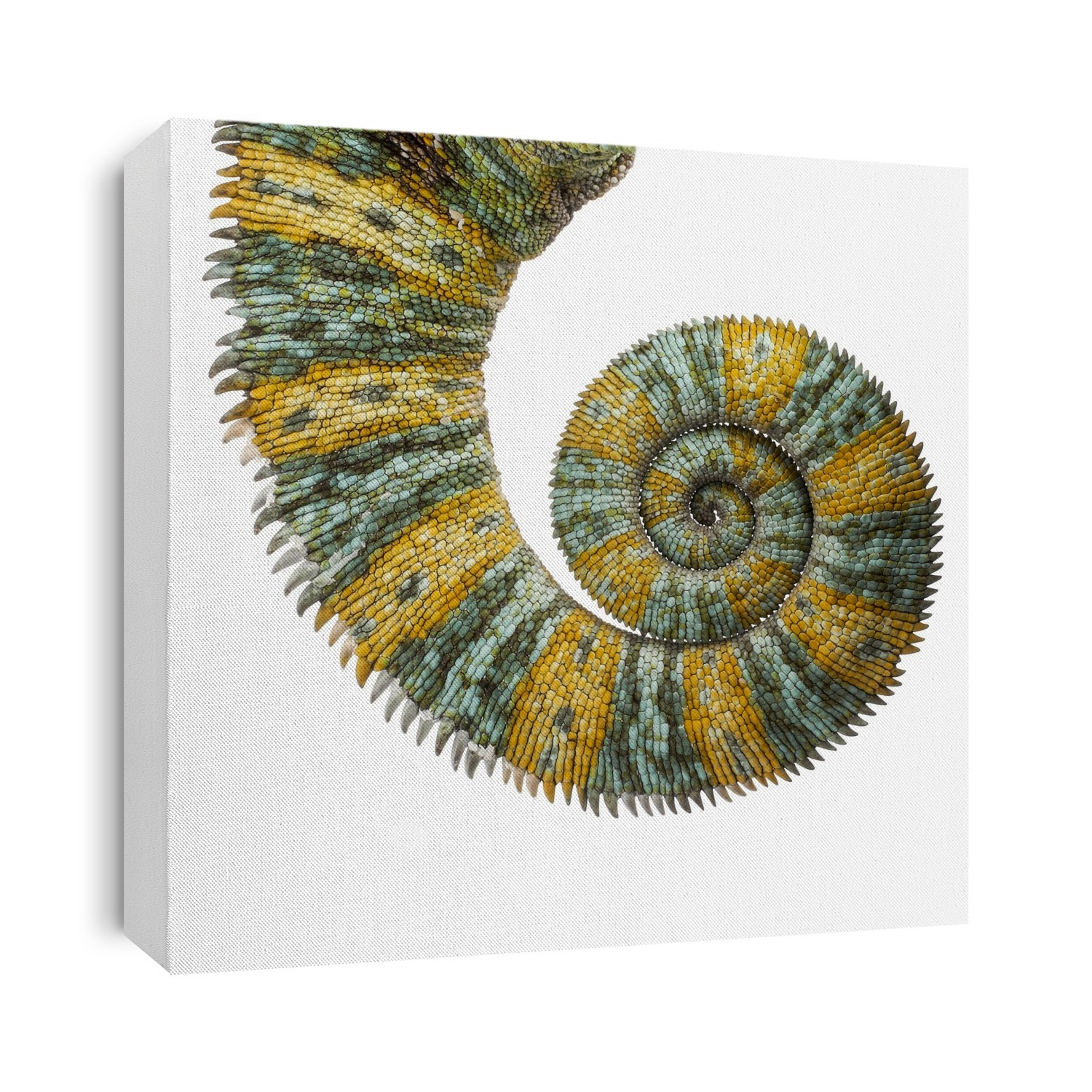 Veiled chameleon (Chamaeleo calyptratus) tail.