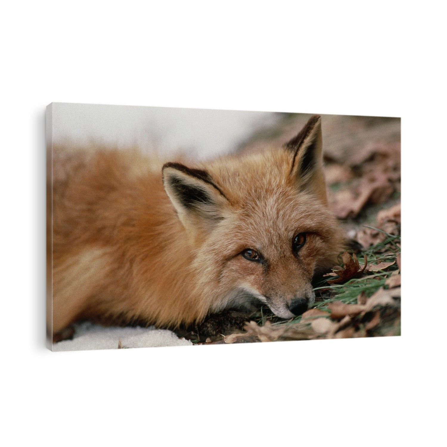 Western red fox. Head of a western red fox, Vulpes vulpes macroura, resting on leaves and snow. Foxes are a very adaptable species and are found throughout the Northern Hemisphere. They are active both at day and at night, and feed on fruit, vegetables and small animals. Foxes live in dens, most commonly in deciduous woodland, but also venture into urban areas. Photographed in Uinta National Forest, Utah, USA.