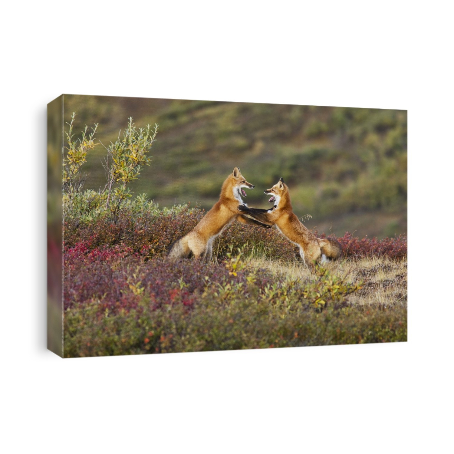 Two Foxes Near The Top Of Polychrome Pass In Denali National Park Play With Each Other, Interior Alaska, Autumn