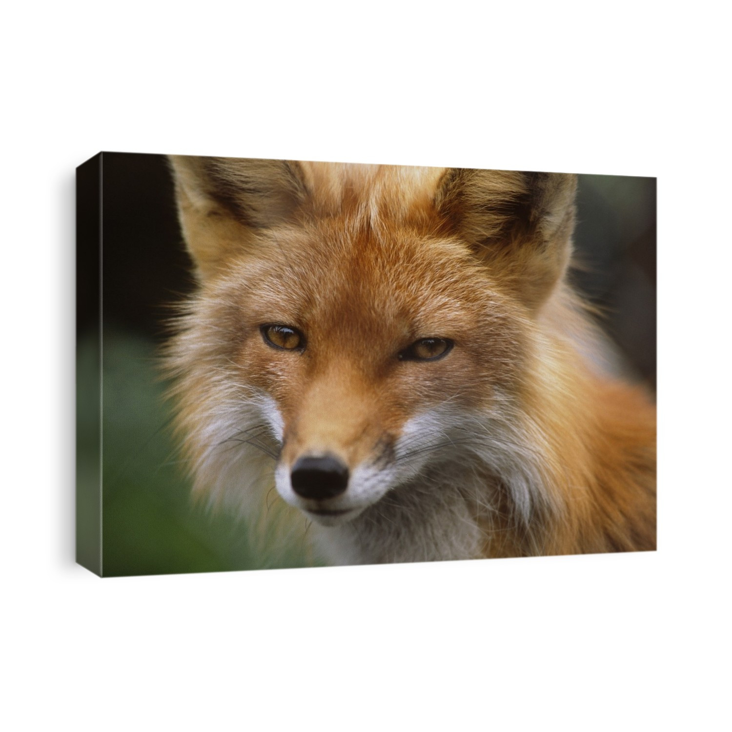 Captive: Close Up Of Red Fox At The Alaska Wildlife Conservation Center Along Turnagain Arm During Summer In Southcentral Alaska Captive