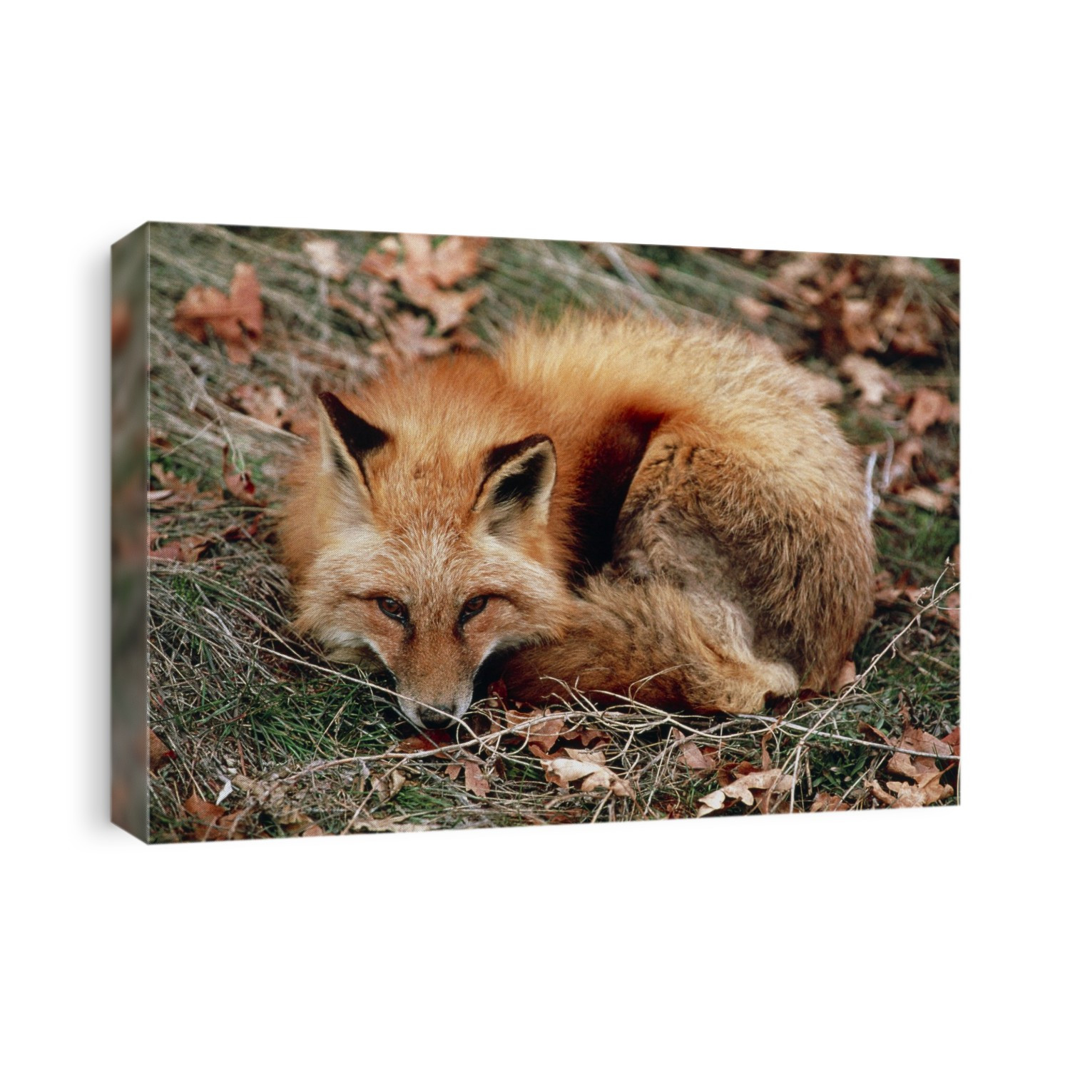 Western red fox. View of a western red fox, Vulpes vulpes macroura, resting on leaves. Foxes are a very adaptable species and are found throughout the northern hemisphere. They are active both at day and at night, and feed on fruit, vegetables and small animals. Foxes live in dens, most commonly in deciduous woodland, but also venture into urban areas. Photographed in Uinta National Forest, Utah, USA.