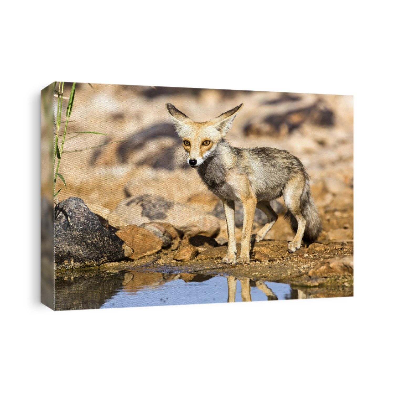 Red Fox (Vulpes vulpes). The Red Fox is the largest of the true foxes, as well as being the most geographically spread member of the Carnivora, being distributed across the entire northern hemisphere from the Arctic Circle to North Africa, Central America, and the steppes of Asia. Photographed in Israel, Negev Desert