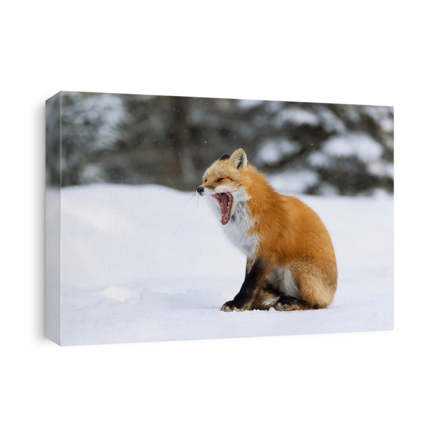 Red fox (Vulpes vulpes) yawning in snow. Red foxes are found in North America, Eurasia and North Africa. They feed on a wide range of foods, from rodents and birds to insects, eggs and fruit, and in urban areas they often scavenge from dustbins. Photographed in January, in Canada.