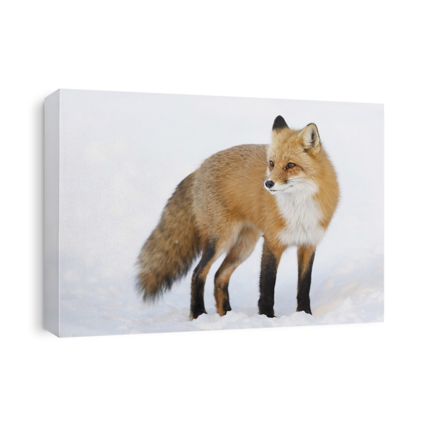 Red Fox (Vulpes Vulpes) Standing In The Snow In Winter; Montreal, Quebec, Canada