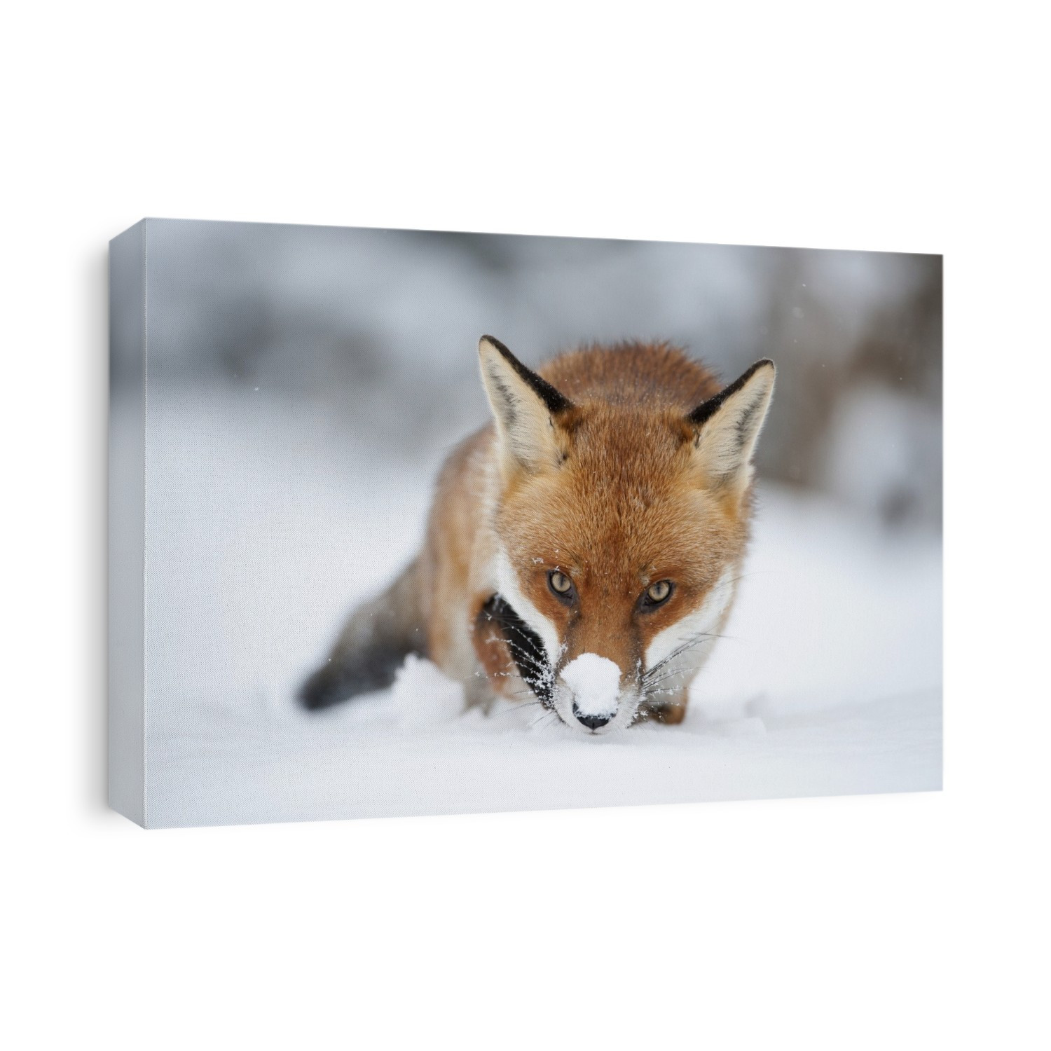 Red fox (Vulpes vulpes) in snow. Red foxes are found in North America, Eurasia and North Africa, and are the only native wild canids remaining in the UK and Ireland. They feed on a wide range of foods, from rodents and birds to insects, eggs and fruit, and in urban areas they often scavenge from dustbins. Photographed in Essex, UK.