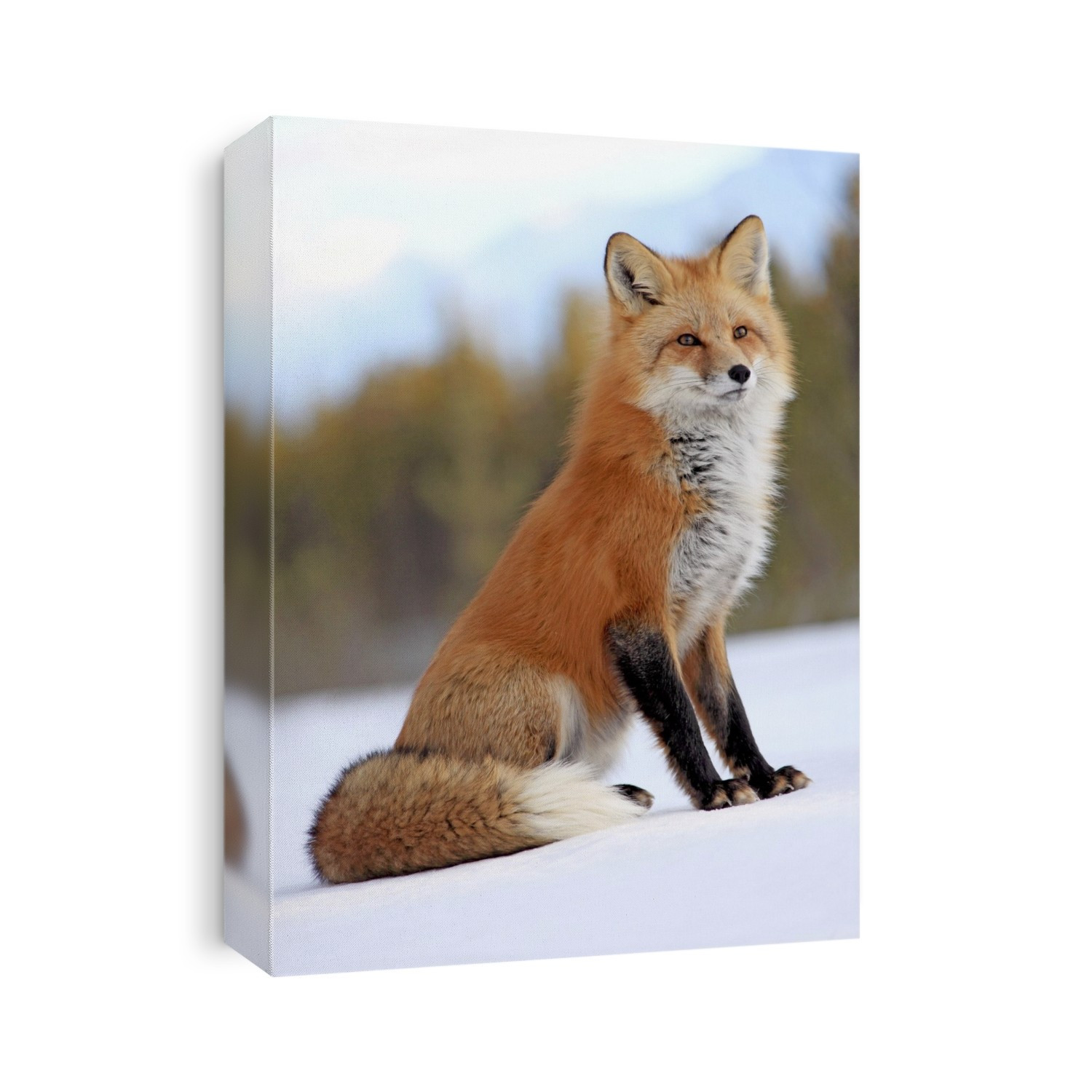 Red Fox In Snow, Yukon