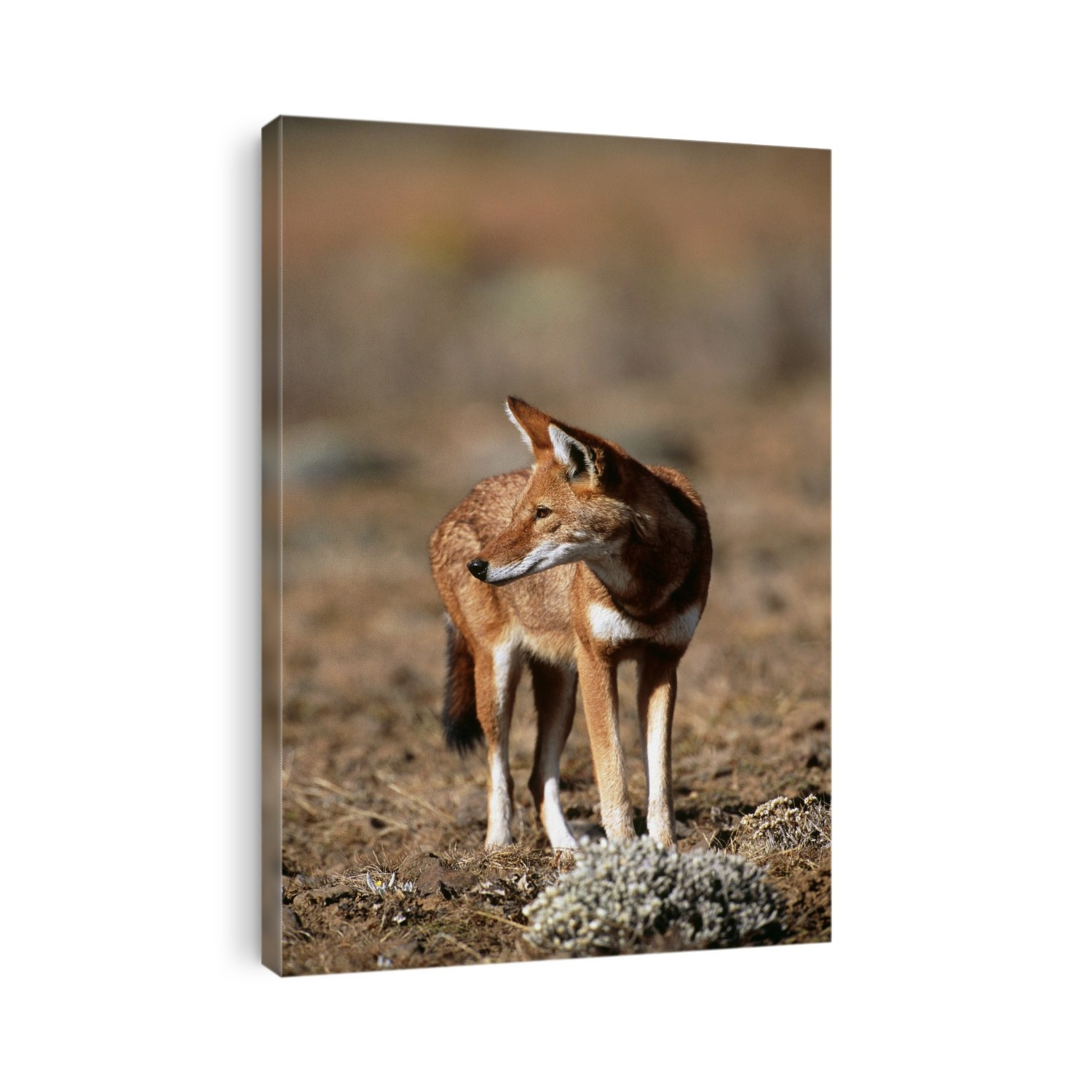 Ethiopian wolf (Canis simensis). The Ethiopian wolf is very rare and inhabits the Afro-alpine regions of Ethiopia. It hunts mainly rodents and sometimes small antelope. It mostly hunts alone but forms packs to protect territories. Photographed in Bale Mountains National Park, Ethiopia.