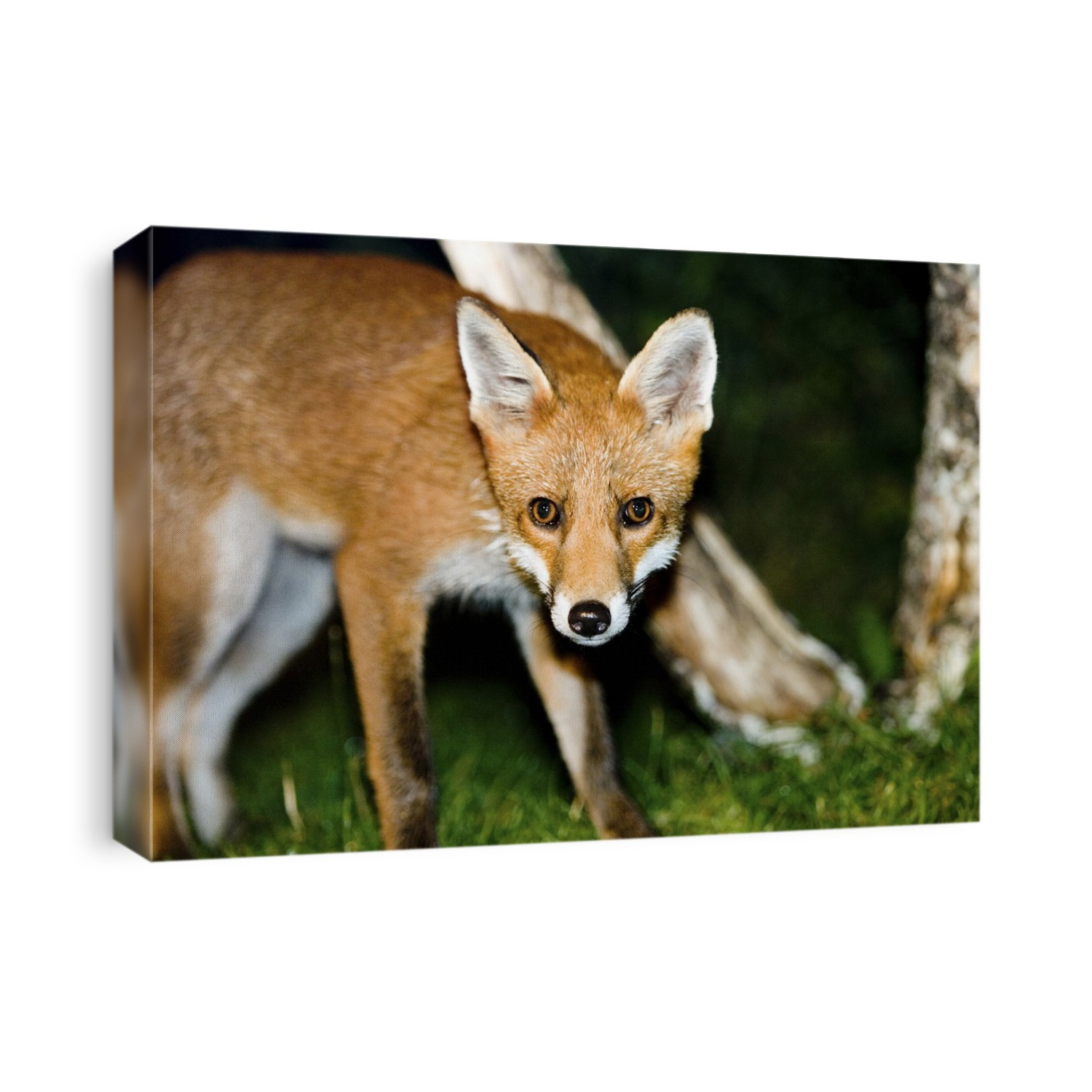 Red fox (Vulpes vulpes). Red foxes are found in North America, Eurasia and North Africa, and are the only native wild canids remaining in Britain. They are usually crepuscular (active during the twilight), but in urban areas with artificial light they tend to be nocturnal. They feed on a wide range of things, from rodents and birds to insects, eggs and fruit, and in urban areas they often scavenge from dustbins. They can run at up to 45 miles per hour. Photographed in the Scottish Highlands, UK.